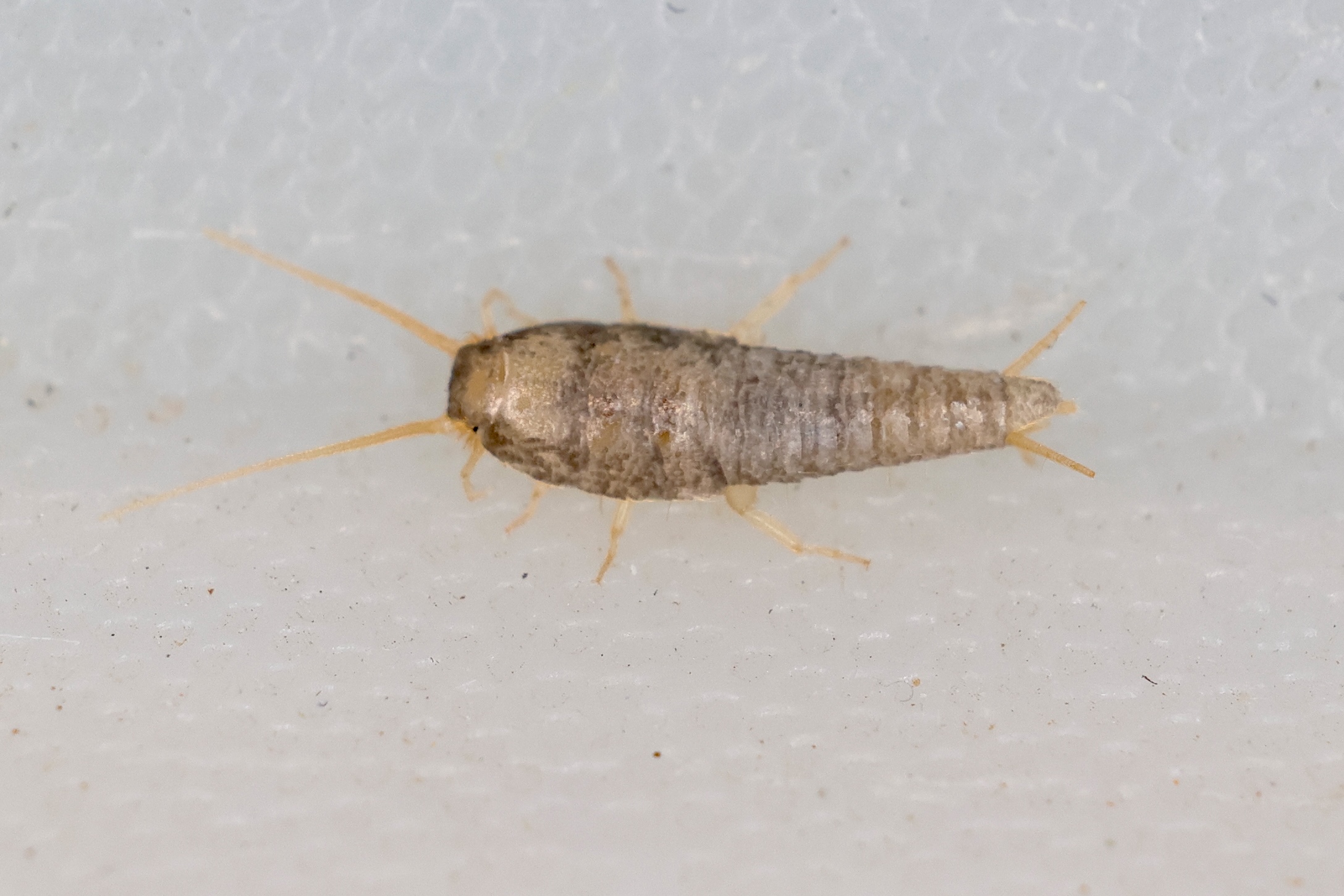 lepisma_saccharina1md