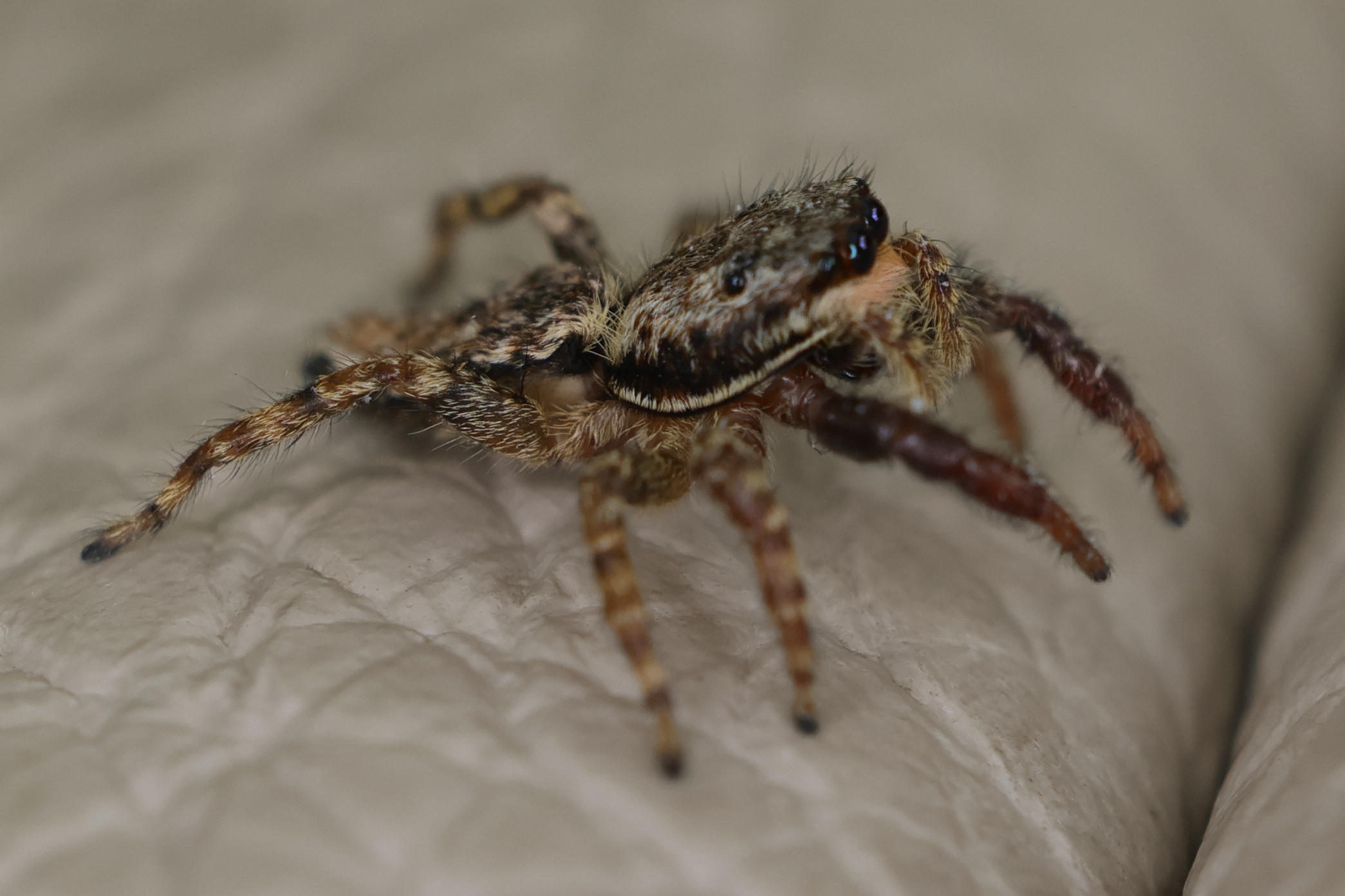 Afficher le média marpissa_muscosa4md marpissa_muscosa4md