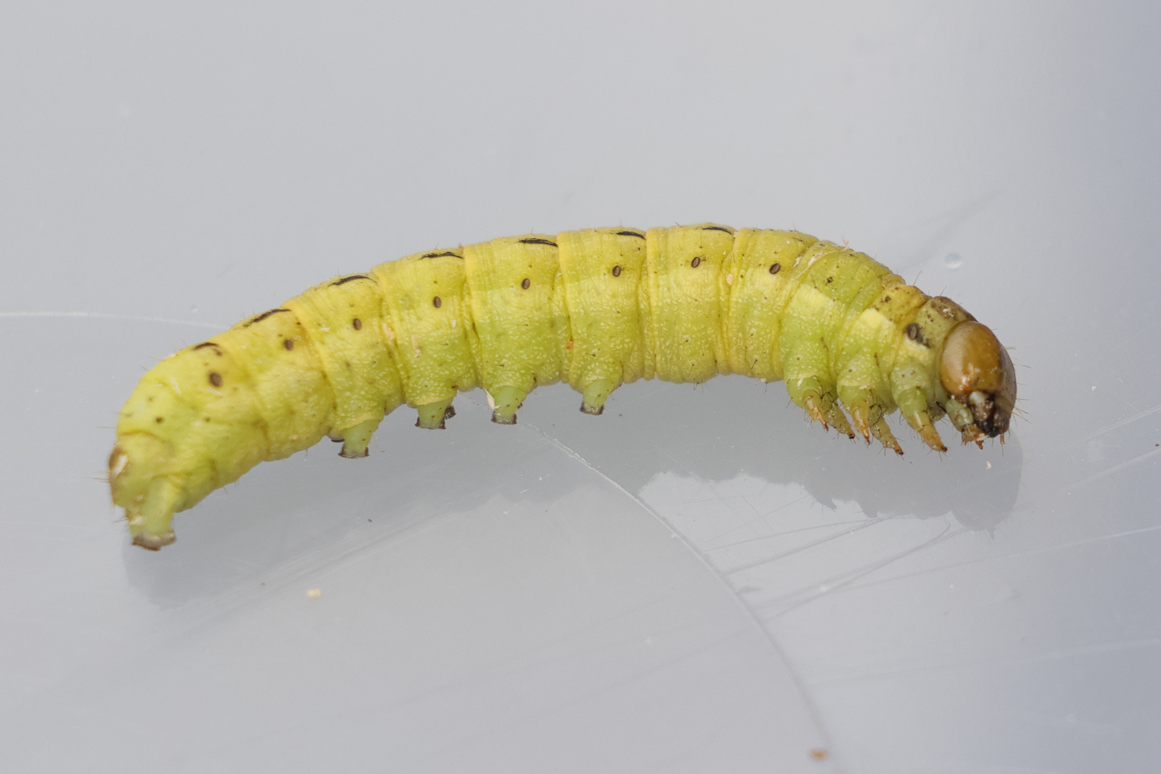 noctua_pronuba_ch4md