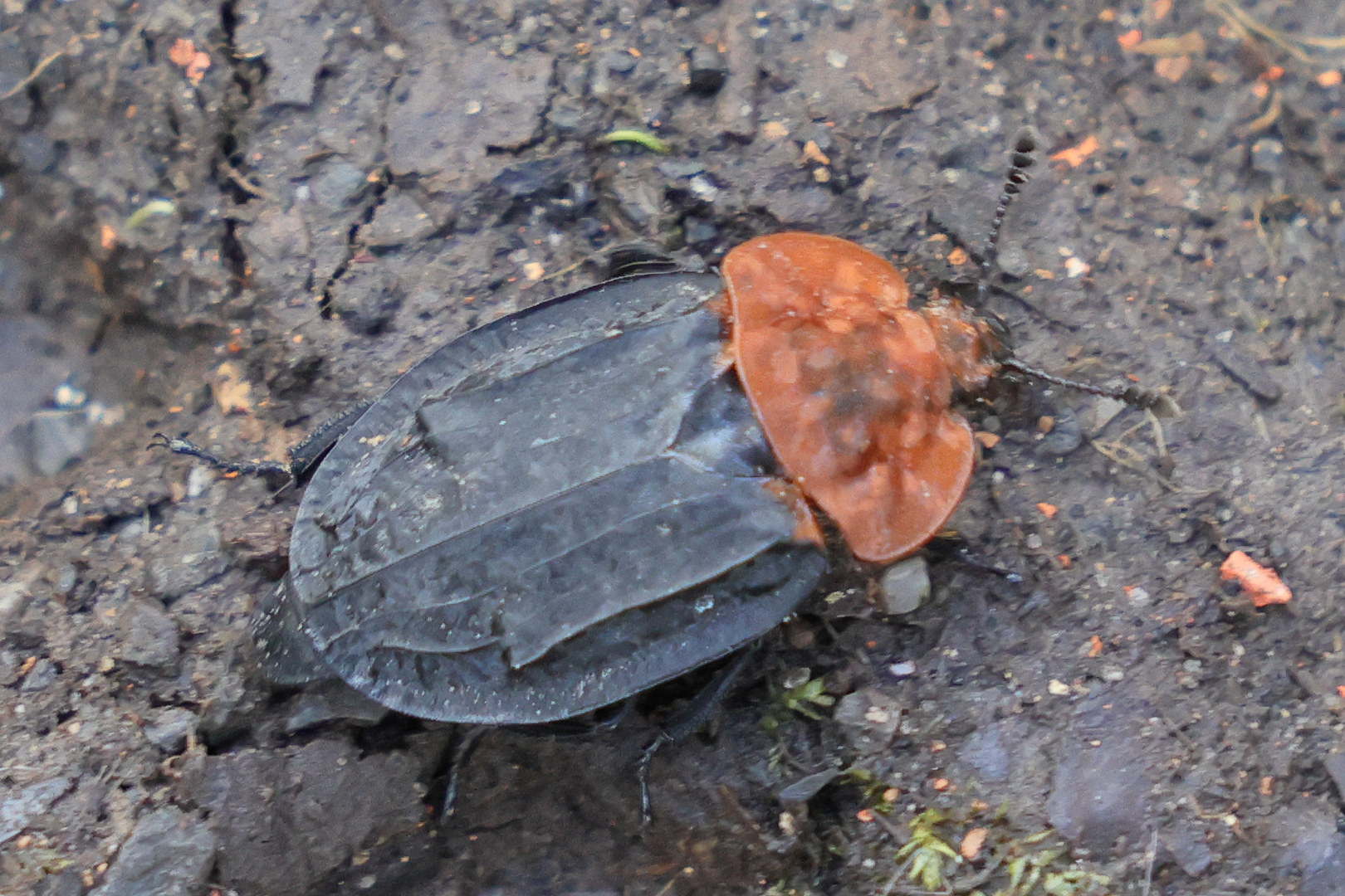 oiceoptoma_thoracicum4md