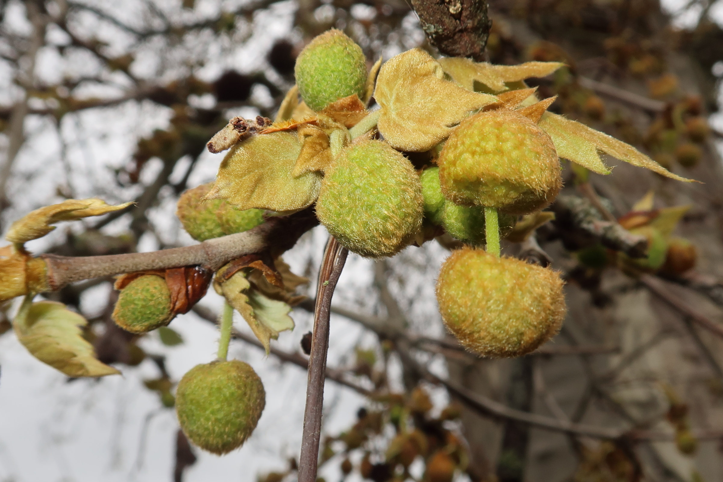 platanus_x_hispanica10md