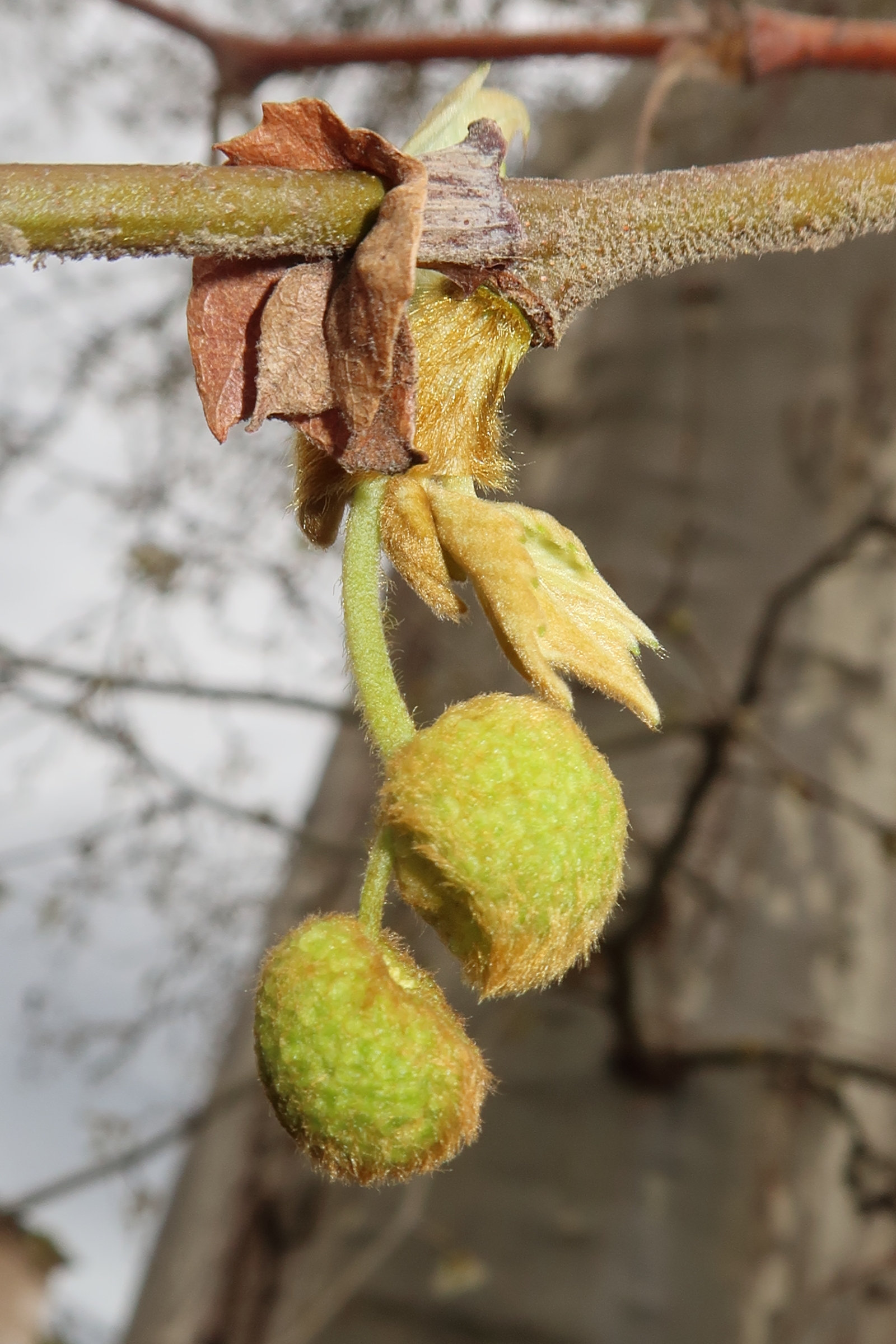 platanus_x_hispanica11md