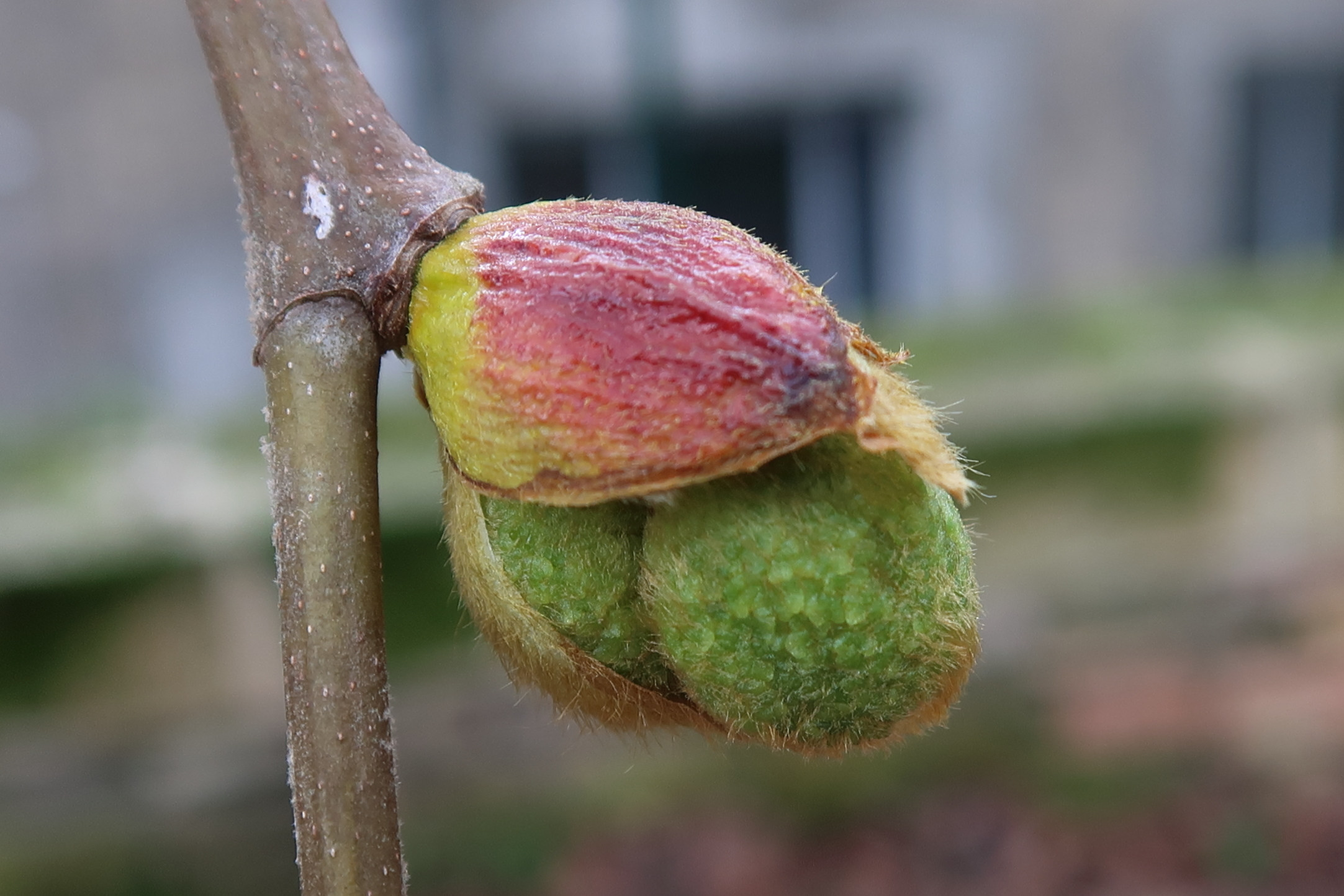 platanus_x_hispanica12md