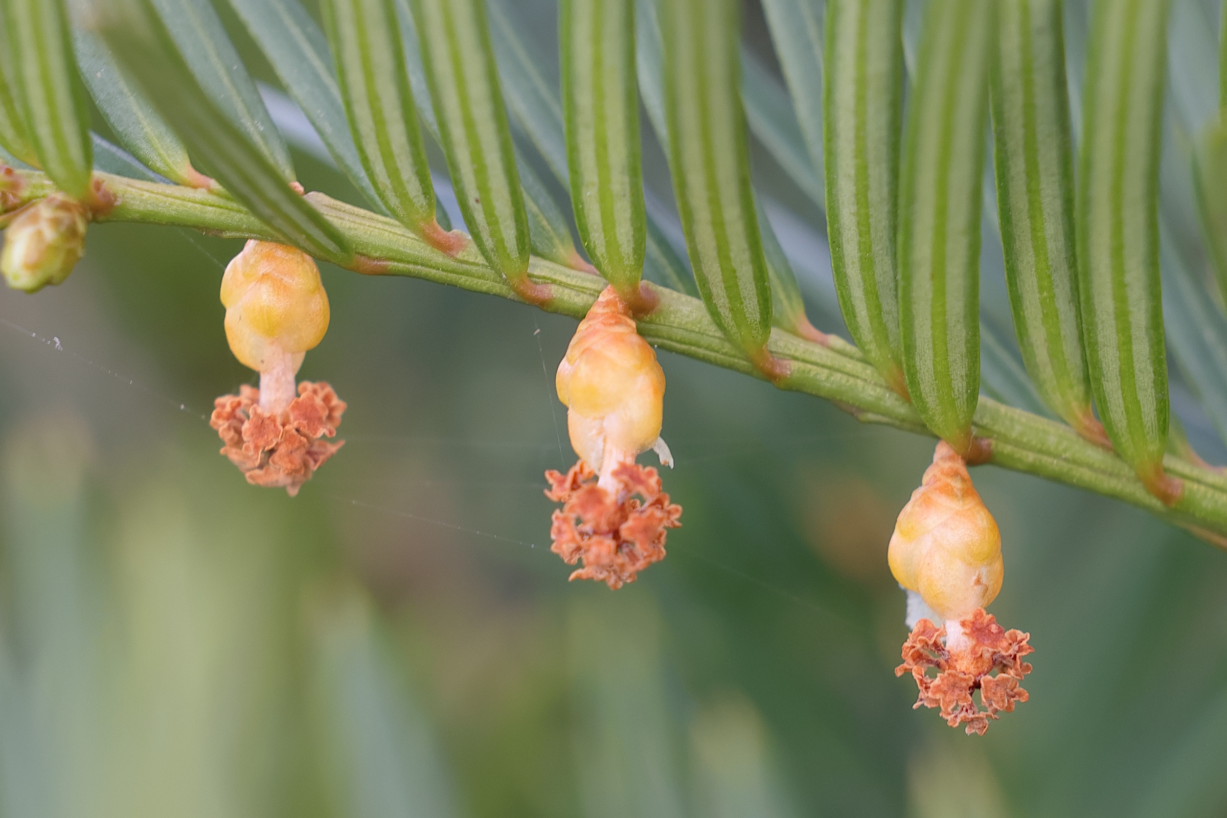 taxus_baccata3md