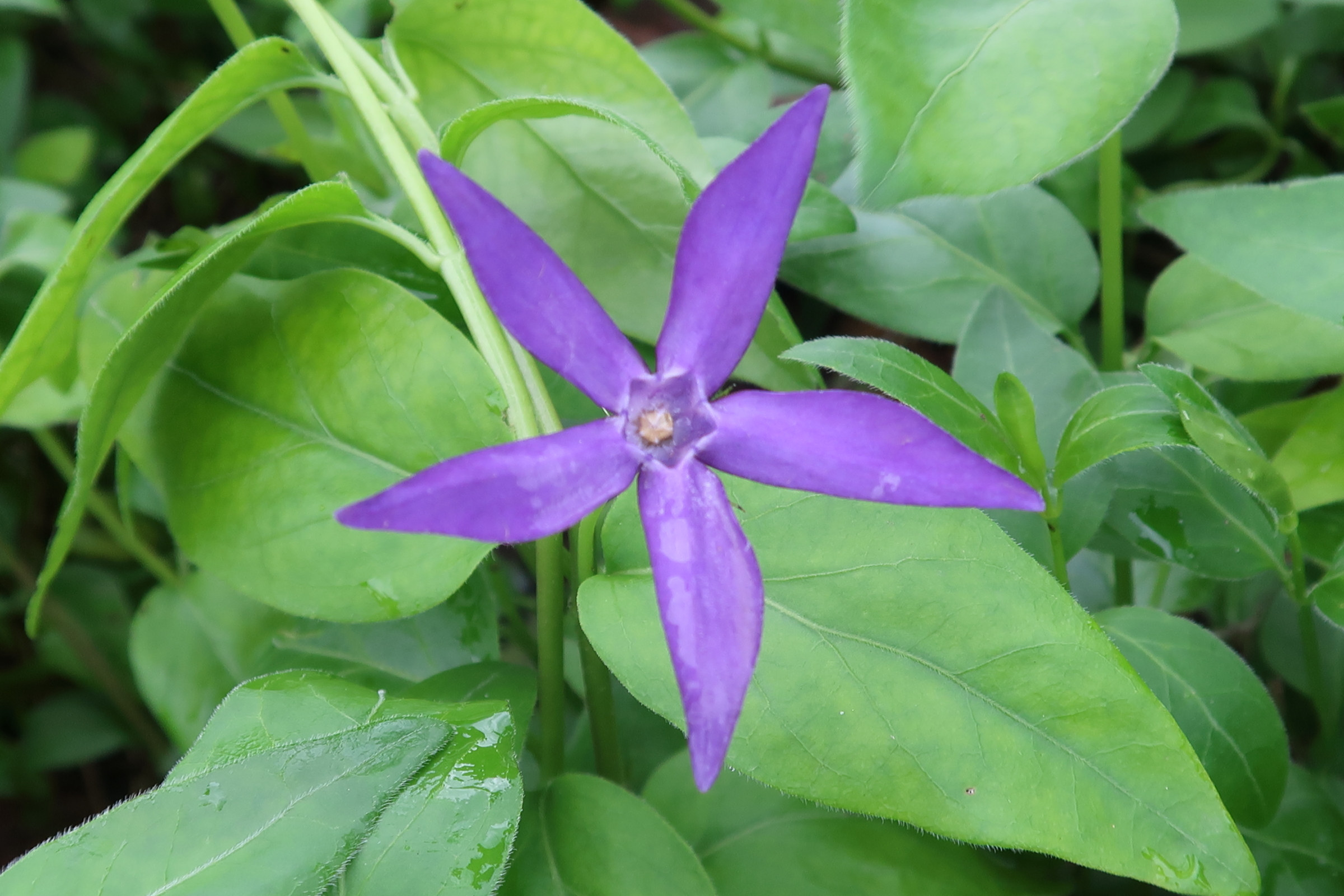 vinca_herbacea3md
