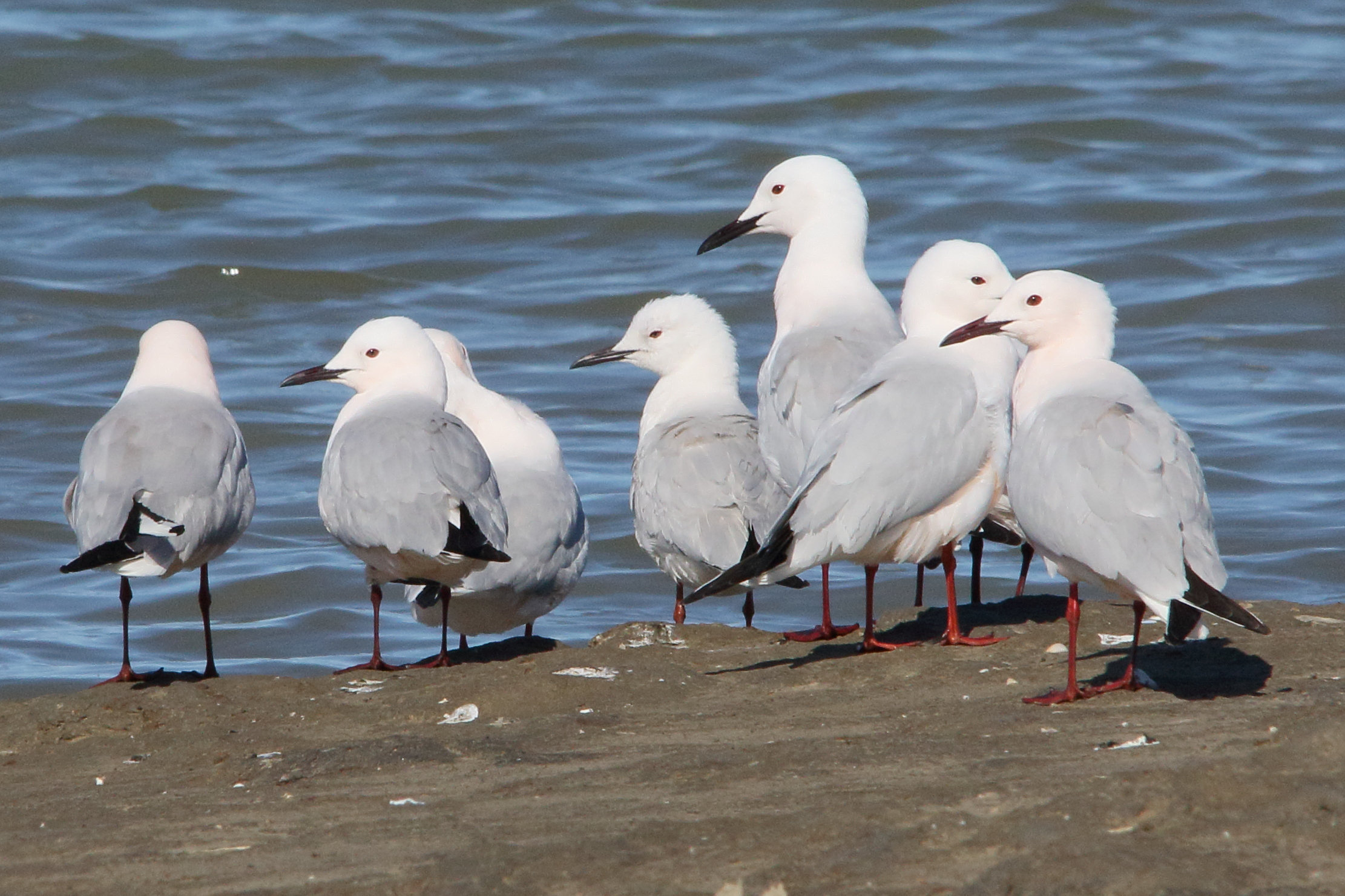 Afficher le média goeland_railleur_-_chroicocephalus_genei6md goeland_railleur_-_chroicocephalus_genei6md
