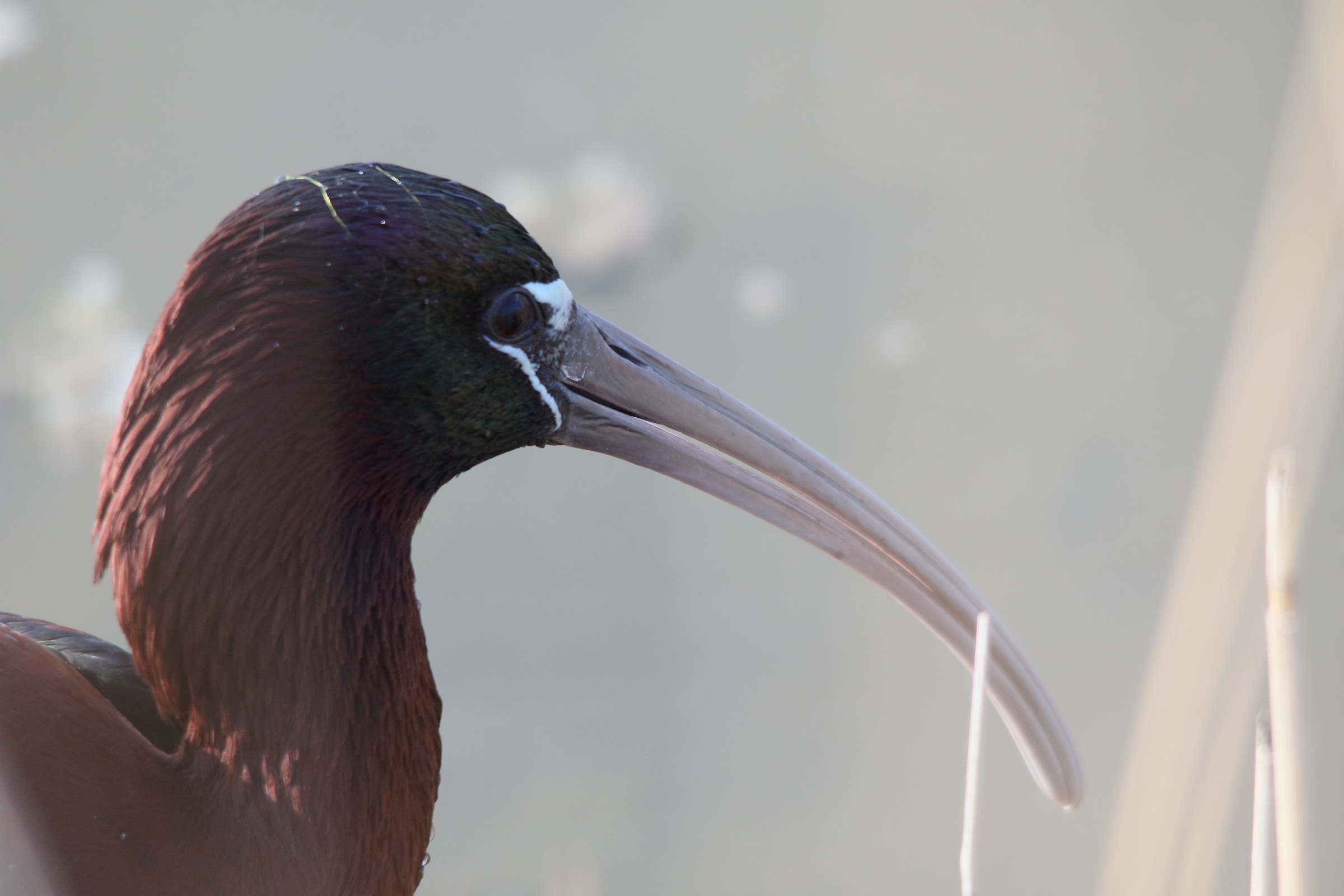 ibis_falcinelle_-_plegadis_falcinellus8md