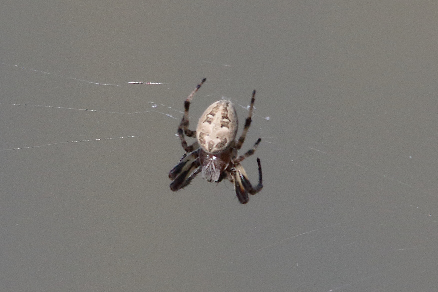 Afficher le média larinioides_cornutus1bmd larinioides_cornutus1bmd