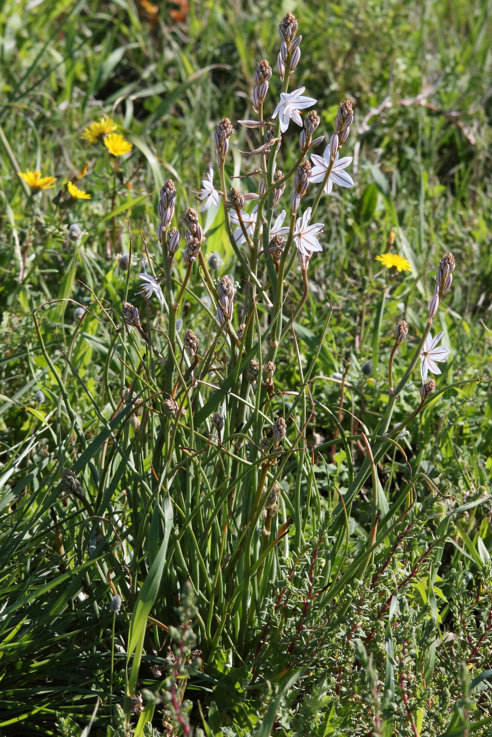 asphodelus_ayardii1md