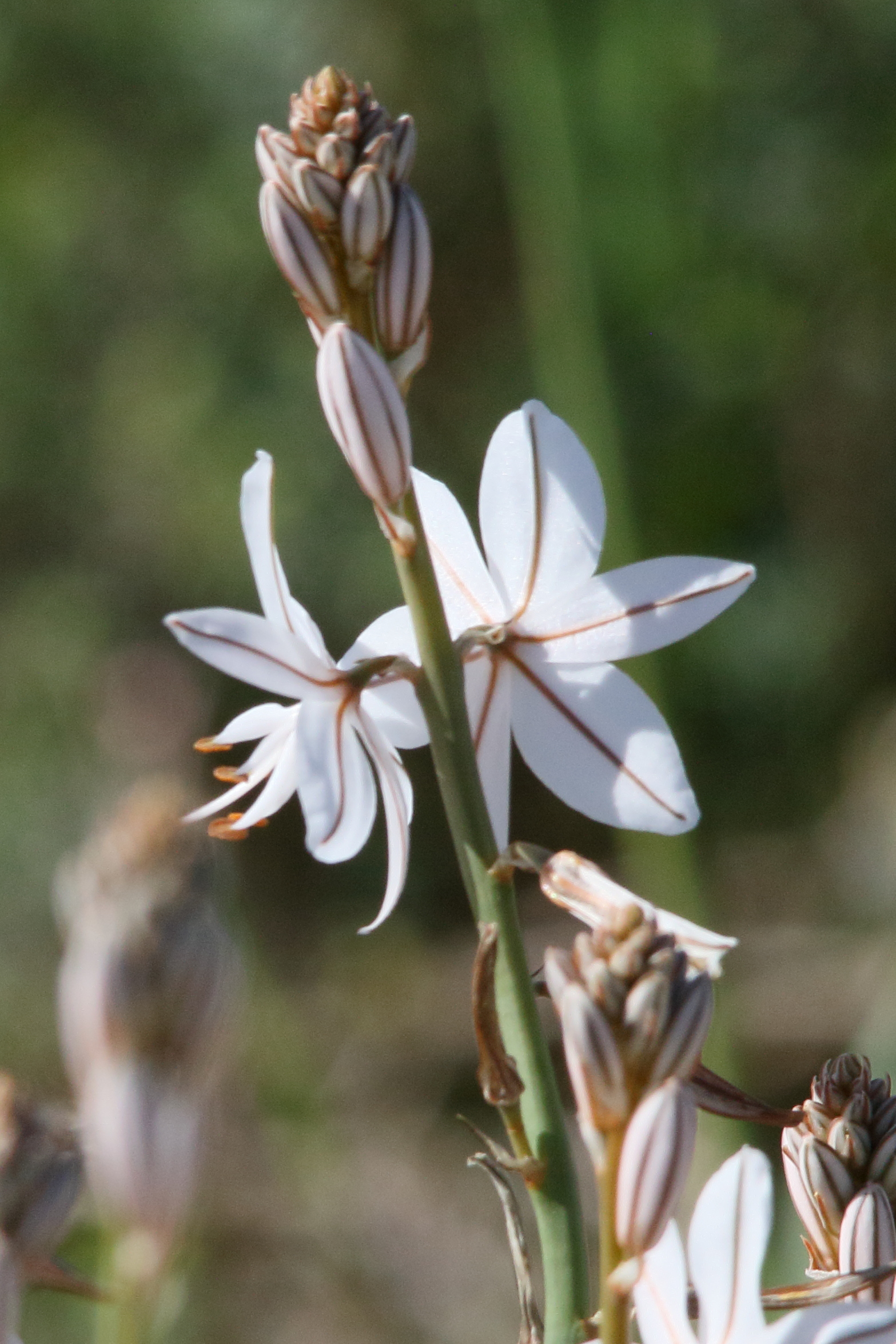 asphodelus_ayardii2md