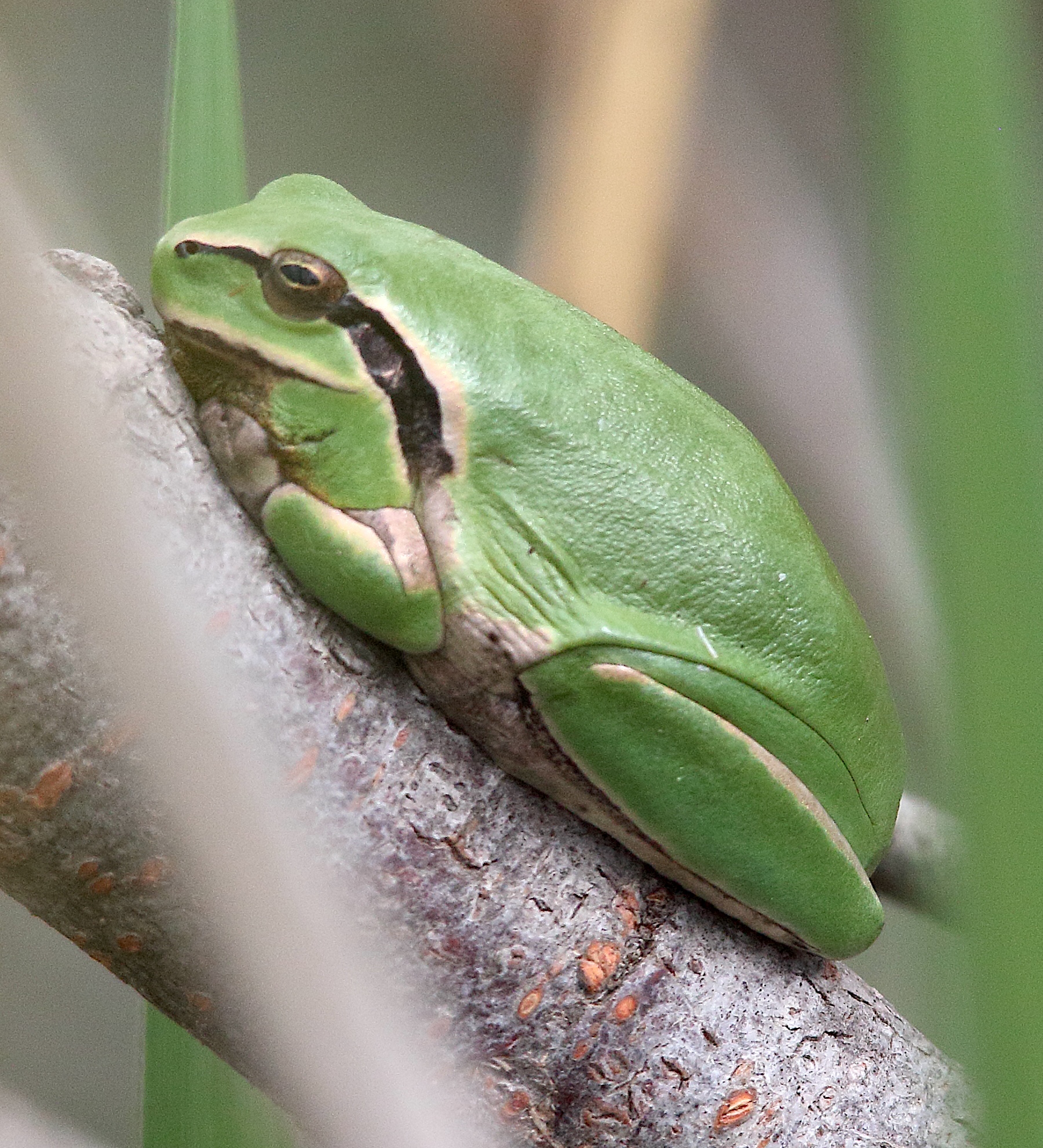 hyla_meridionalis2md