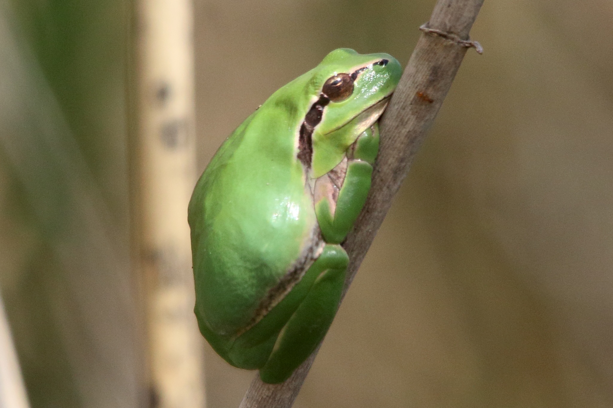 hyla_meridionalis3md