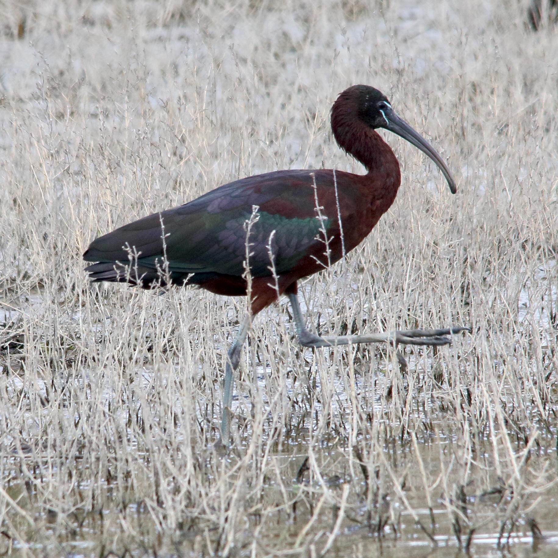 ibis_falcinelle_-_plegadis_falcinellus9md