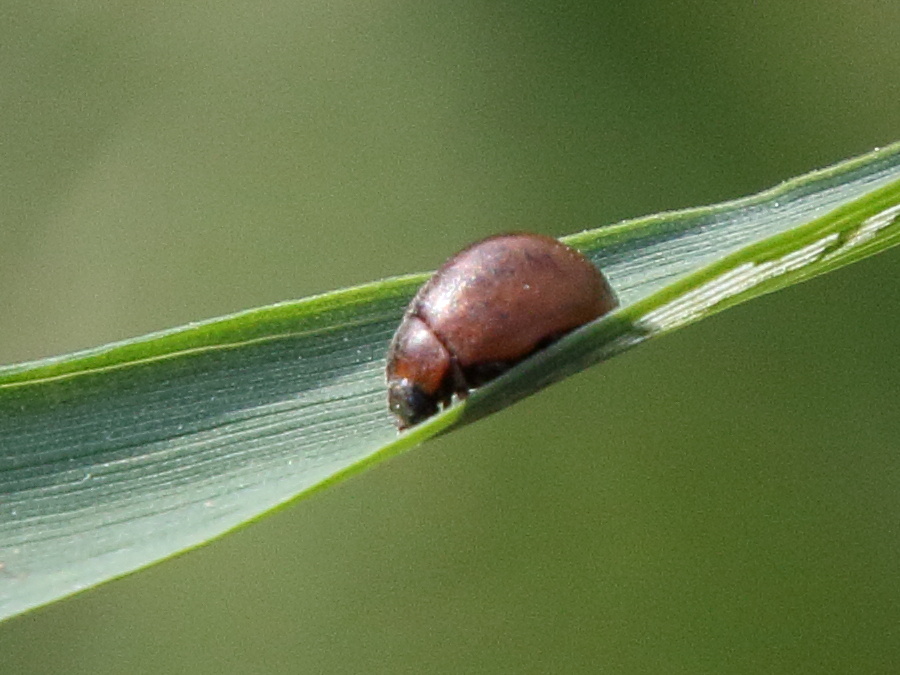 cynegetis_impunctata1bd