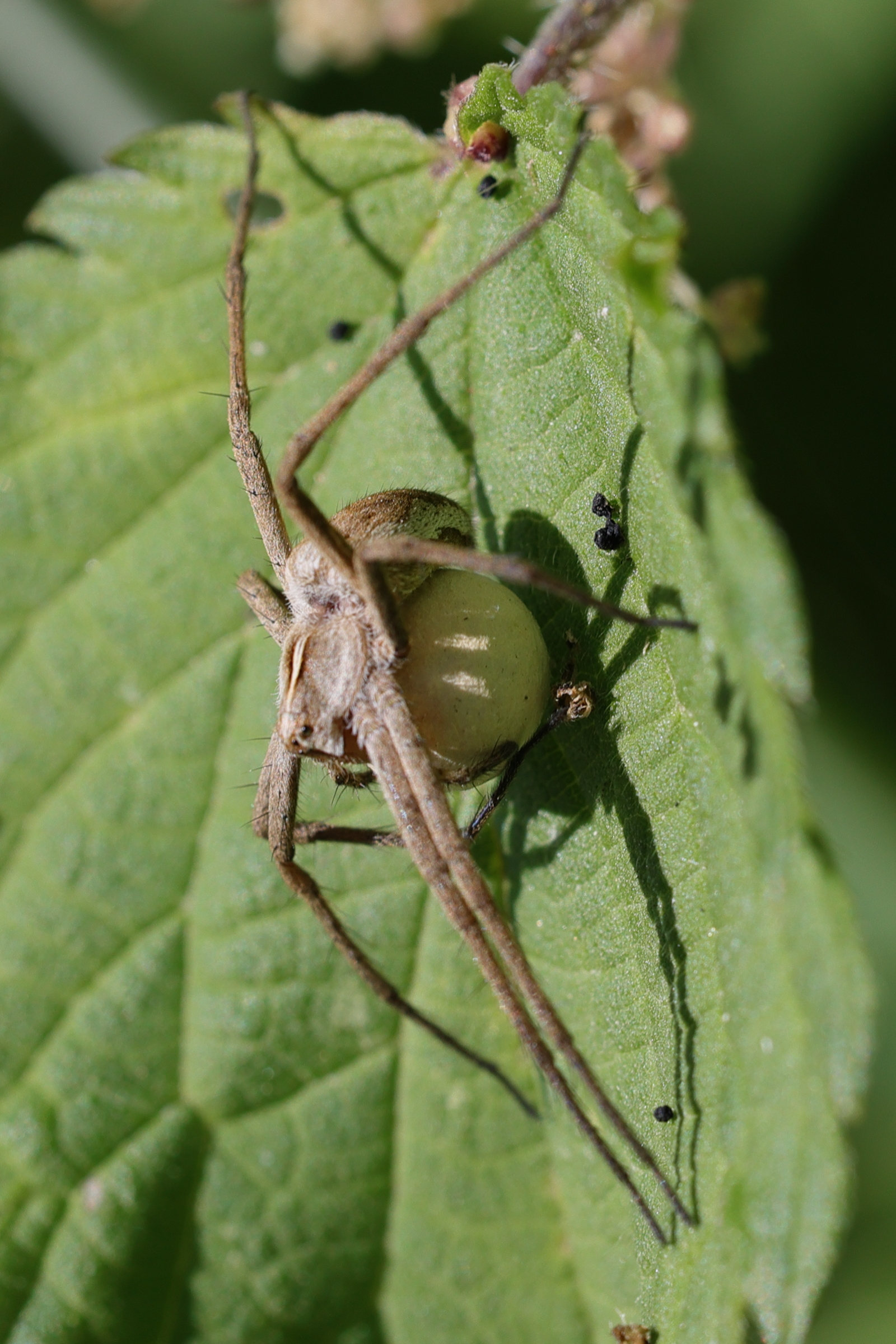 pisaura_mirabilis14md