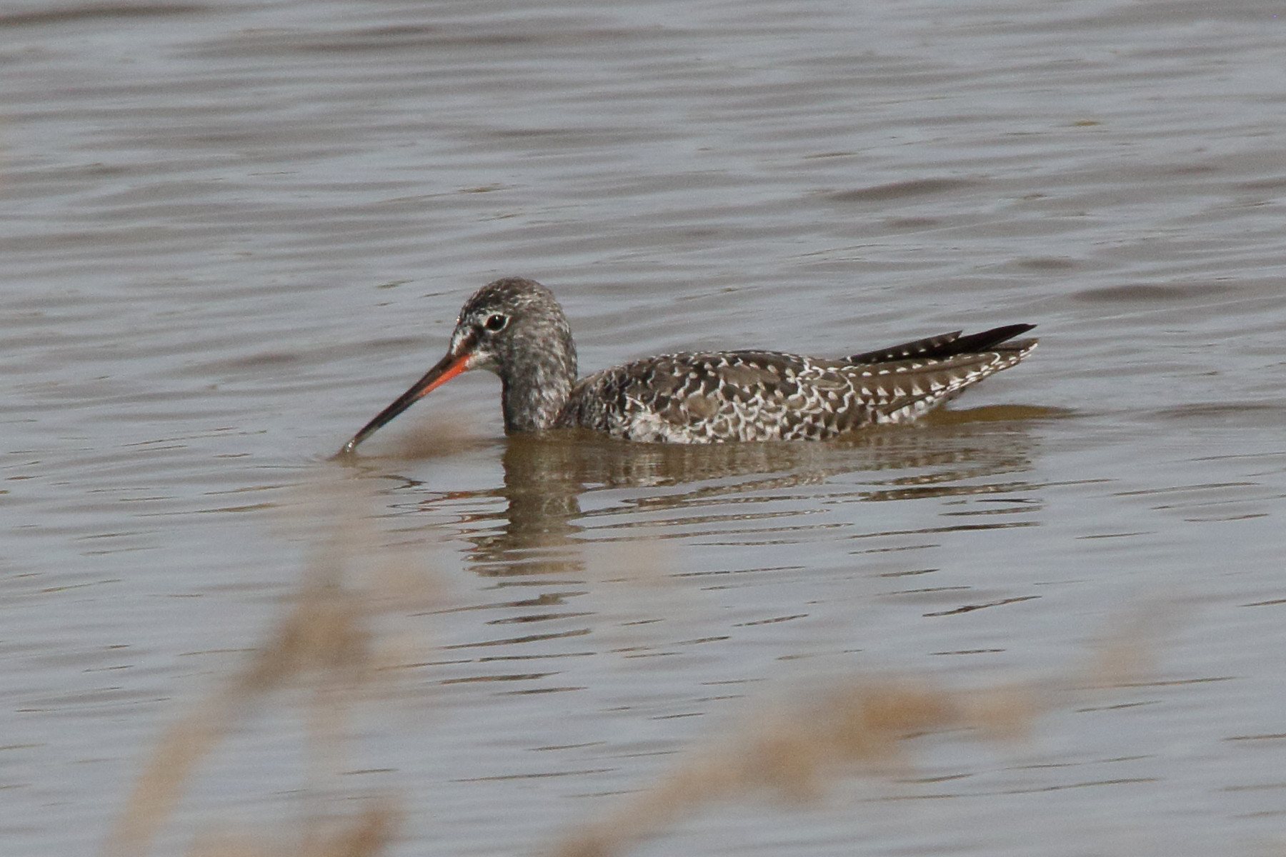 chevalier_arlequin_-tring_erythropus3md