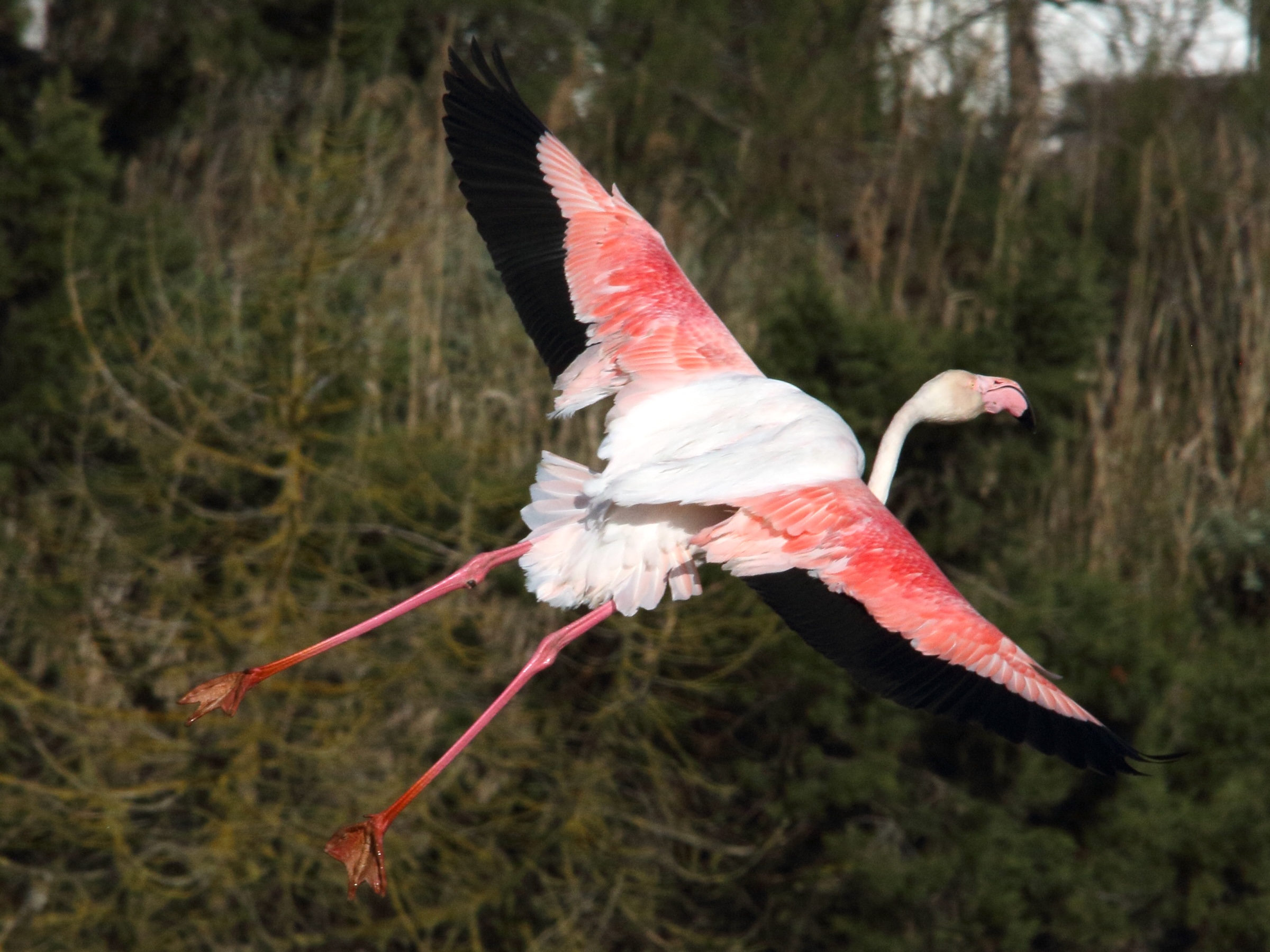 Afficher le média flamant_rose_-_phoenicopterus_roseus10md flamant_rose_-_phoenicopterus_roseus10md