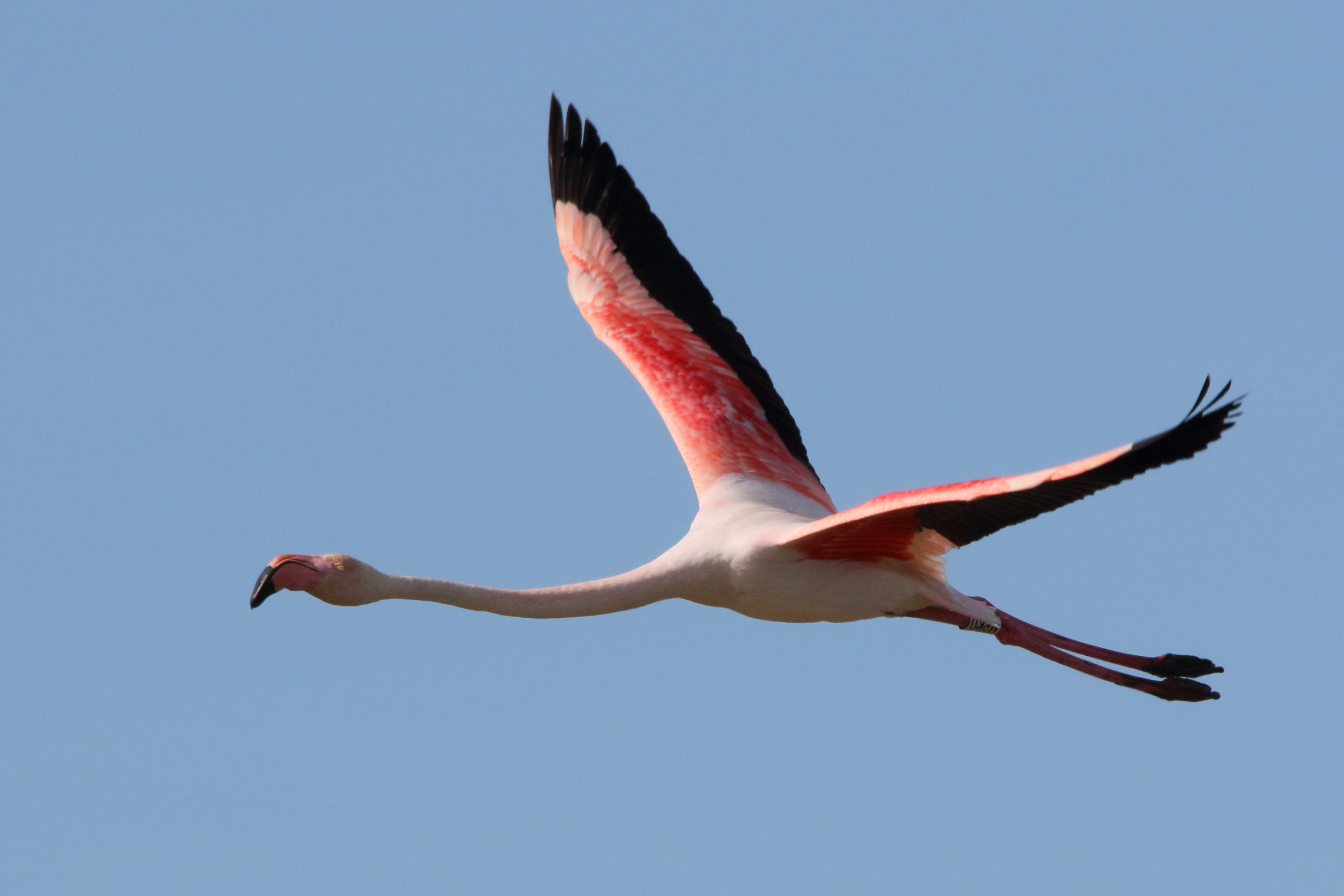 Afficher le média flamant_rose_-_phoenicopterus_roseus11md flamant_rose_-_phoenicopterus_roseus11md