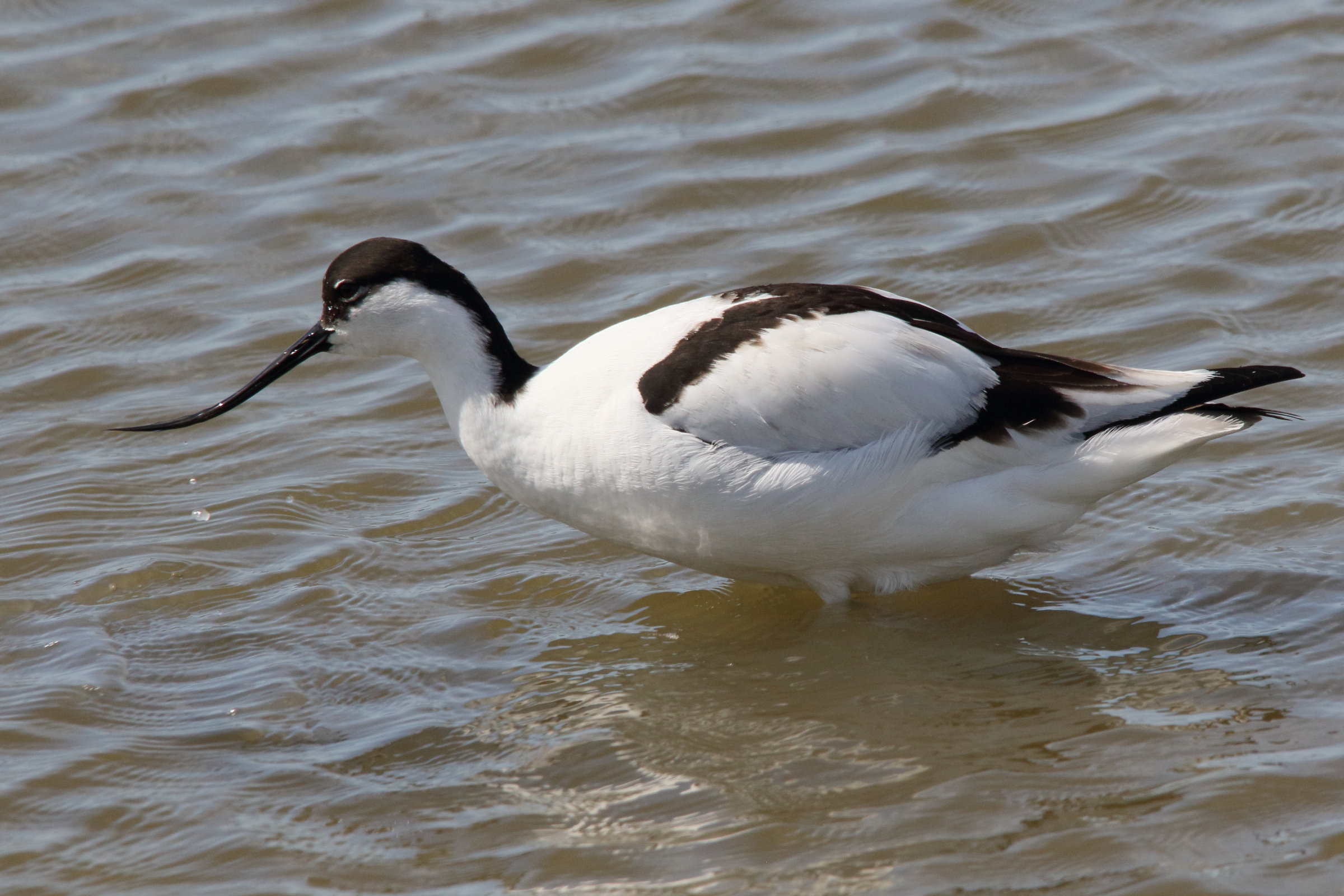 Afficher le média avocette_elegante_-_recurvirostra_avosetta1md avocette_elegante_-_recurvirostra_avosetta1md