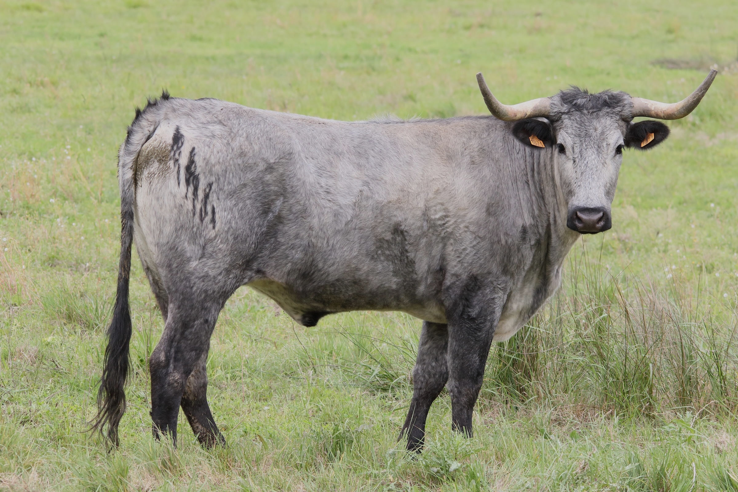 bos_taurus_morucha1md