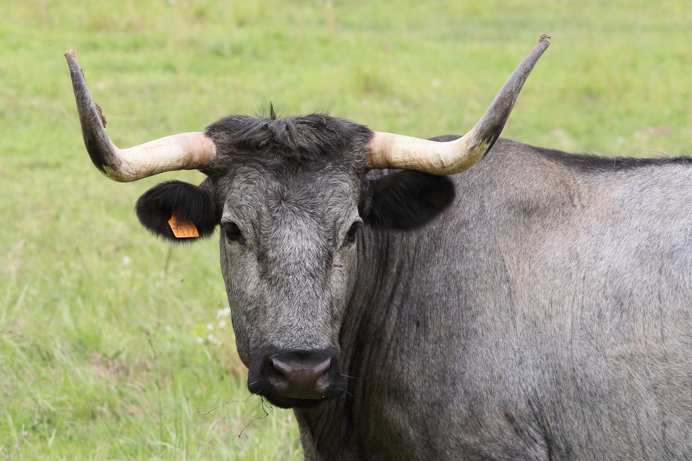 bos_taurus_morucha2md