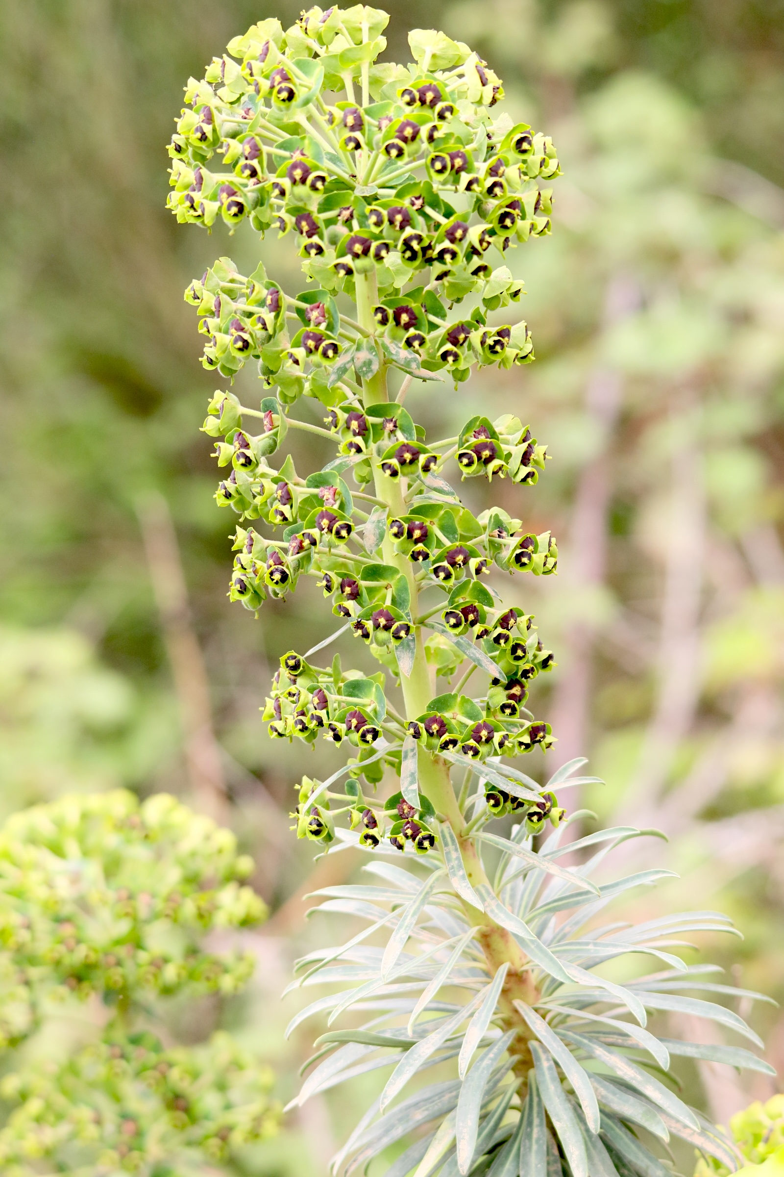 Afficher le média euphorbia_characias6md euphorbia_characias6md