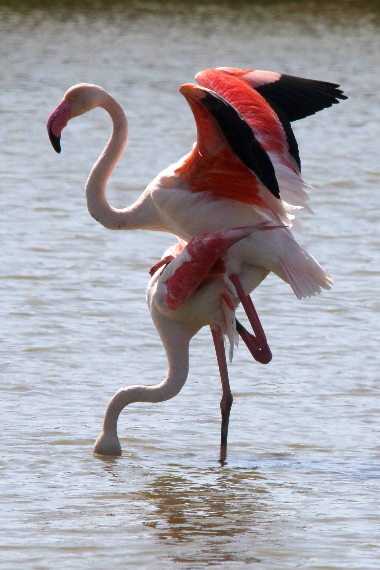 Afficher le média flamant_rose_-_phoenicopterus_roseus12md flamant_rose_-_phoenicopterus_roseus12md