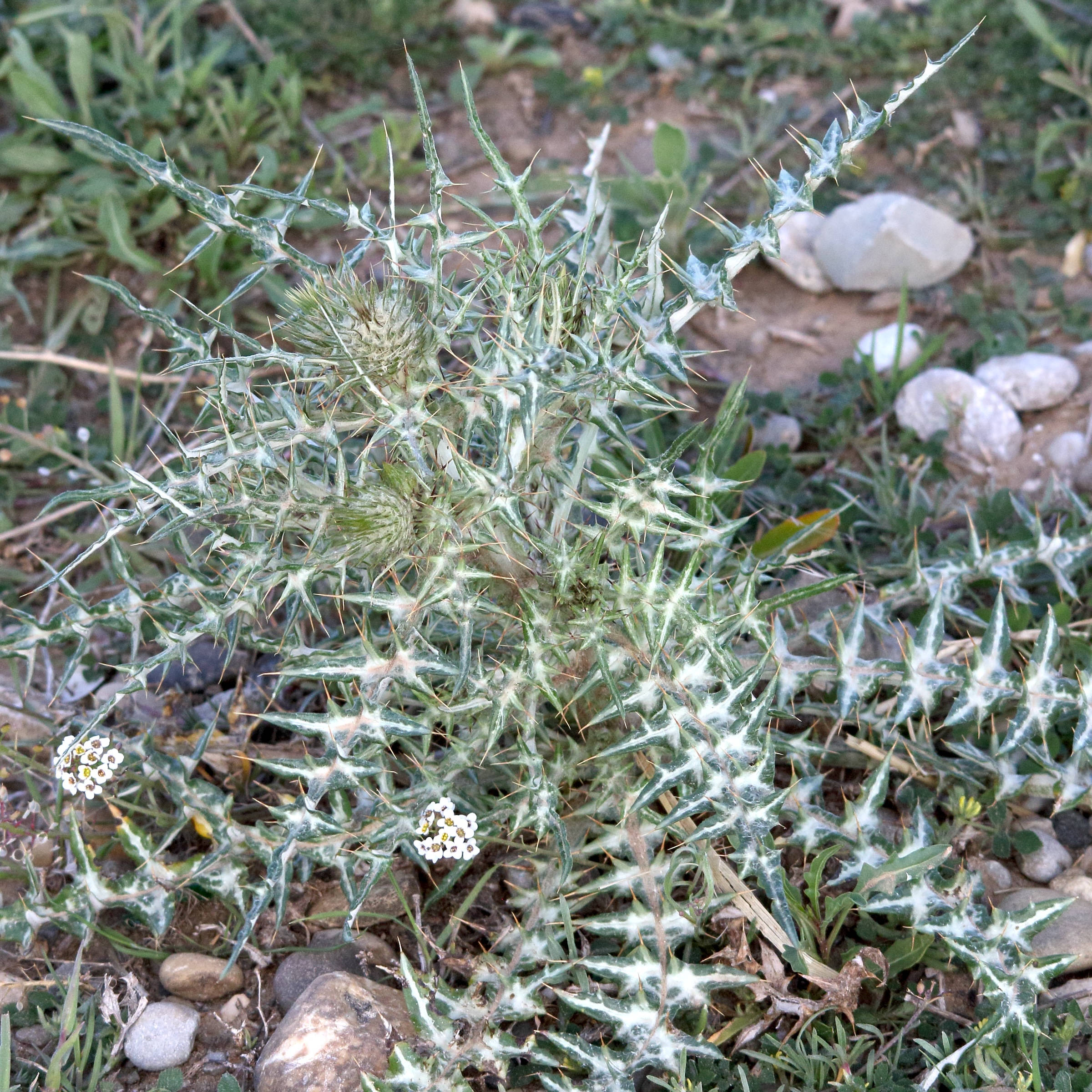 Afficher le média galactites_tomentosus11md galactites_tomentosus11md