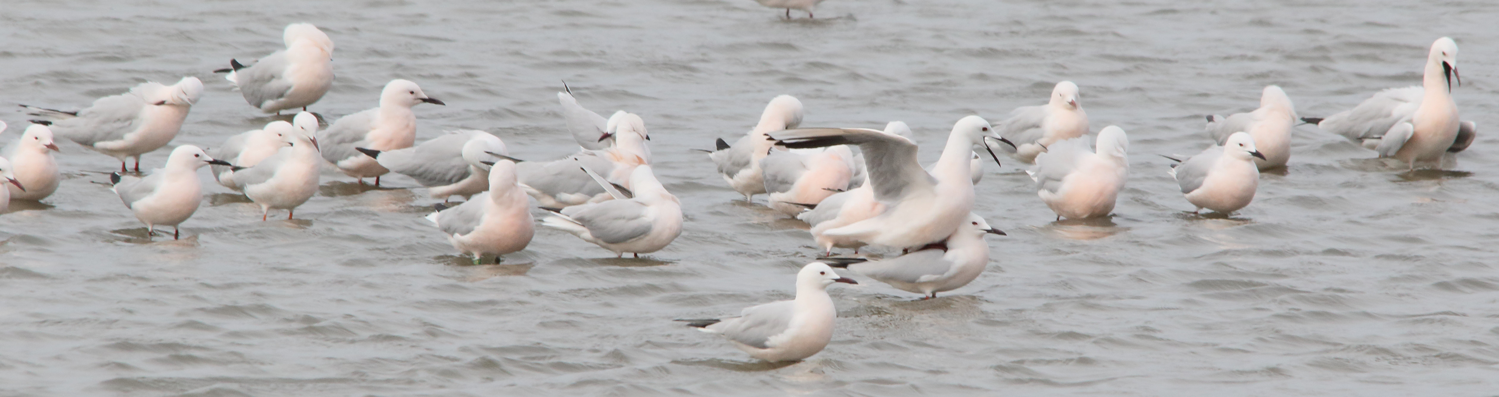 Afficher le média goeland_railleur_-_chroicocephalus_genei8md goeland_railleur_-_chroicocephalus_genei8md