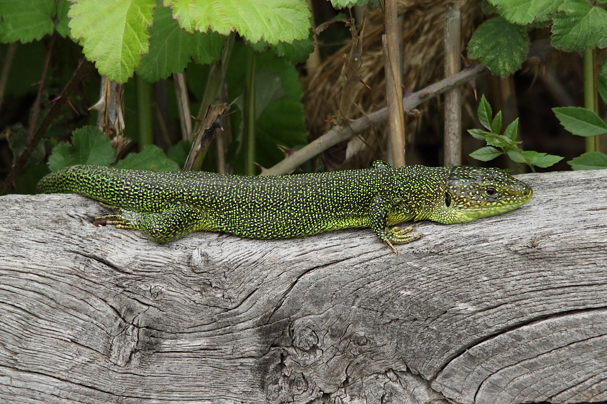 lacerta_bilineata1md