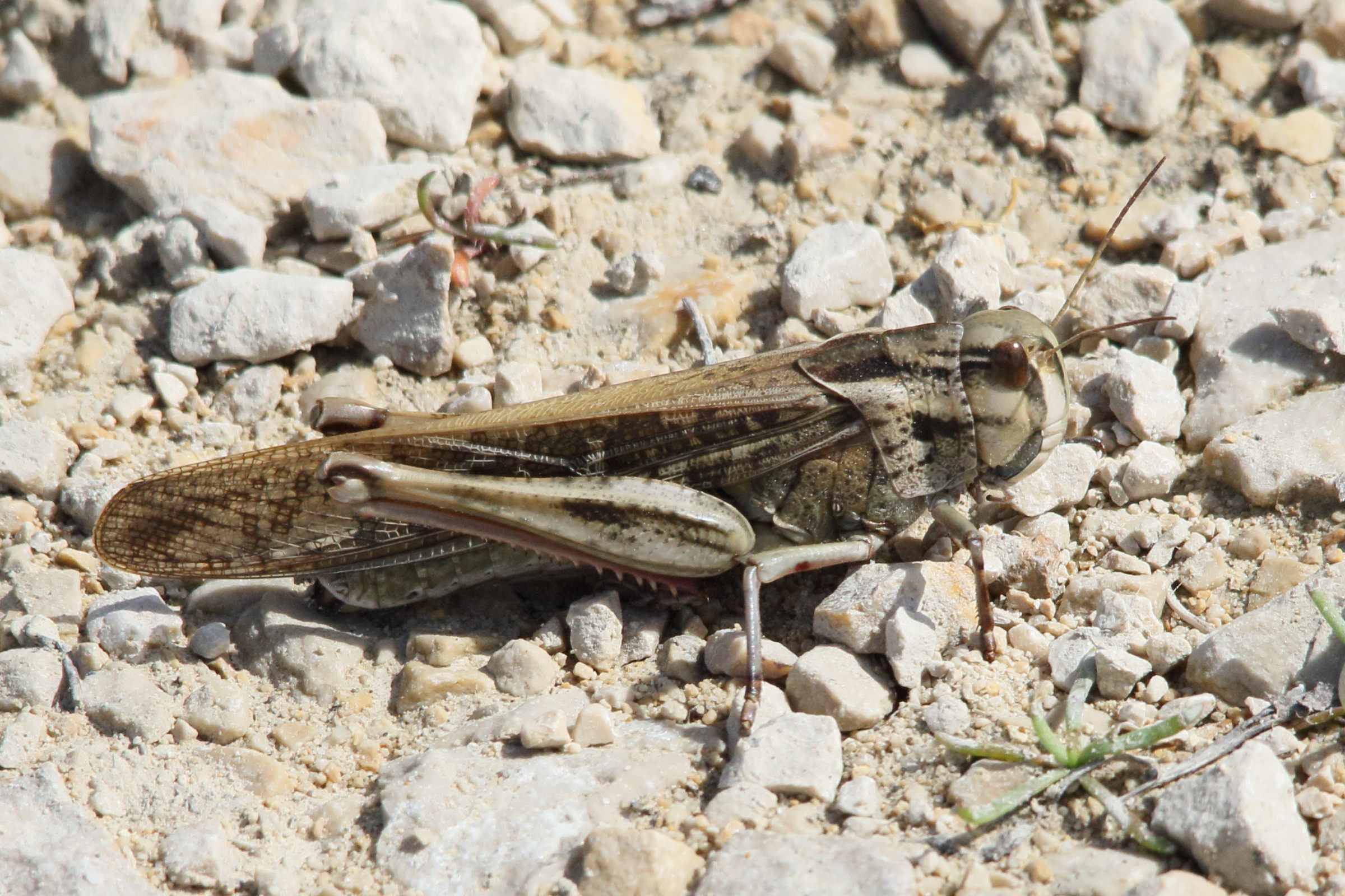 locusta_migratoria4md