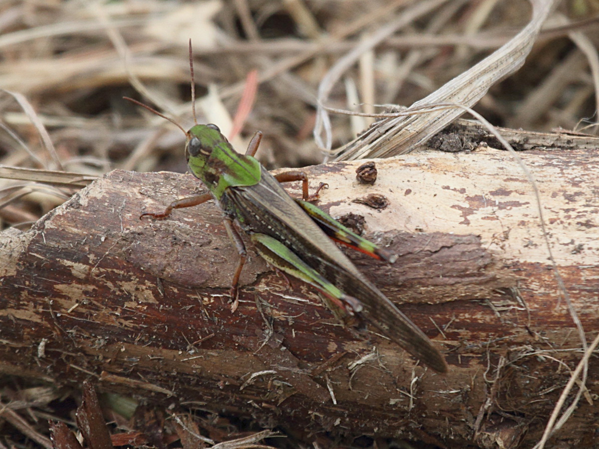 locusta_migratoria5bd