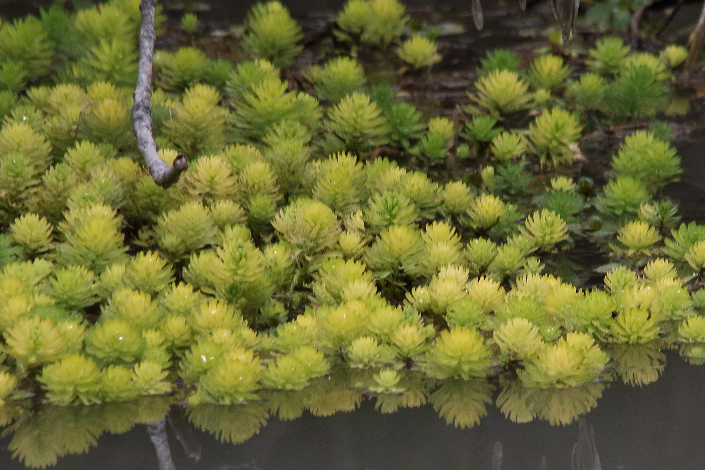 myriophyllum-aquaticum5md