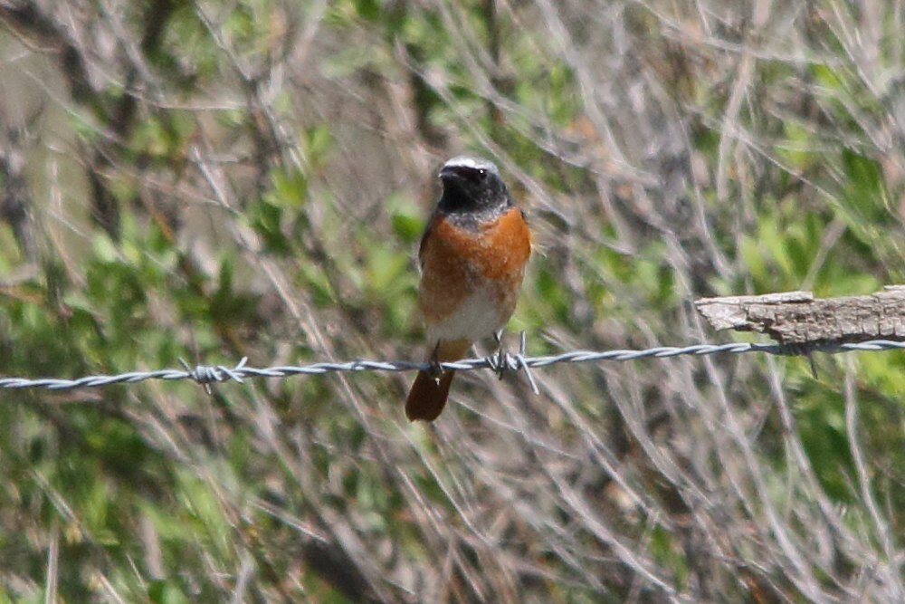 Afficher le média rougequeue_a_front_blanc_-_phoenicurus_phoenicurus2md rougequeue_a_front_blanc_-_phoenicurus_phoenicurus2md