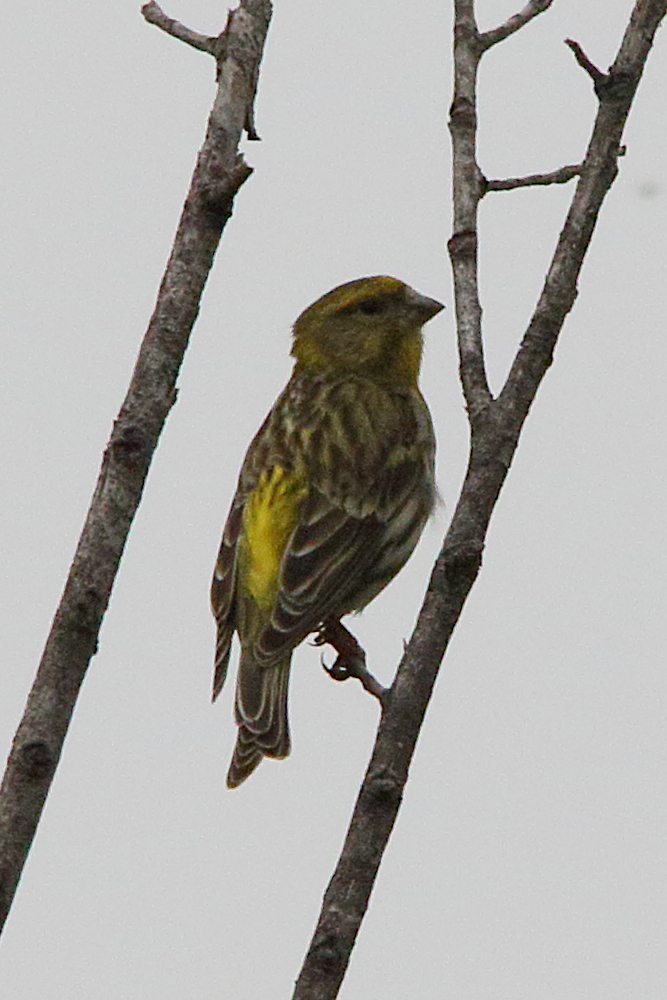 serin_cini_-_serinus_serinus5md
