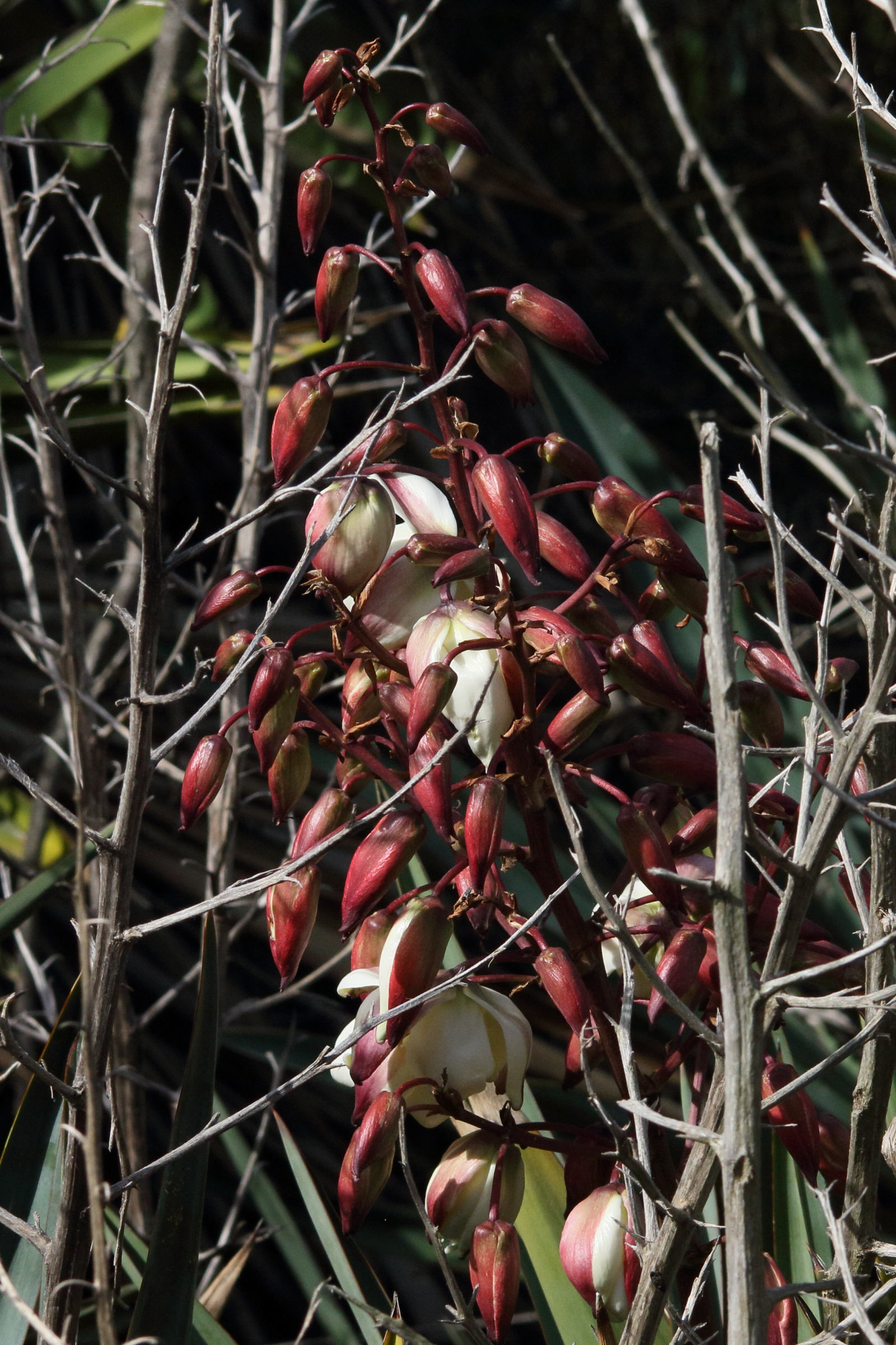 yucca_gloriosa10md
