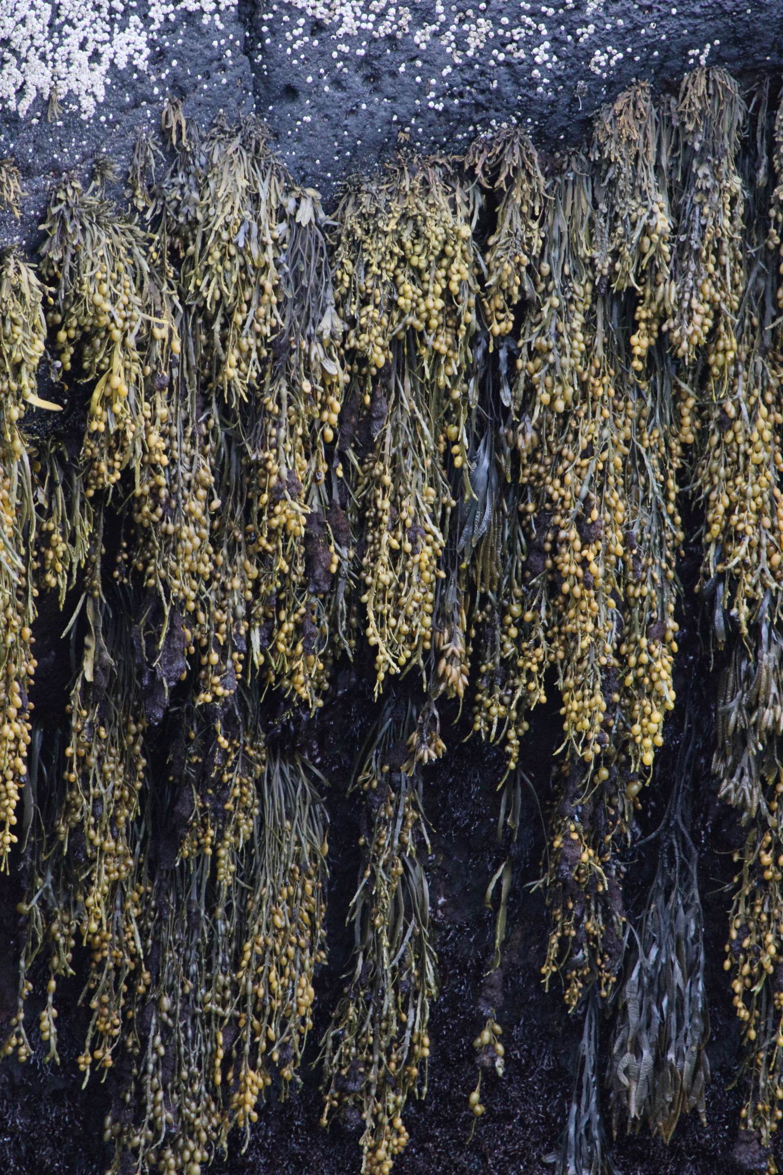 Afficher le média ascophyllum_nodosum5md ascophyllum_nodosum5md