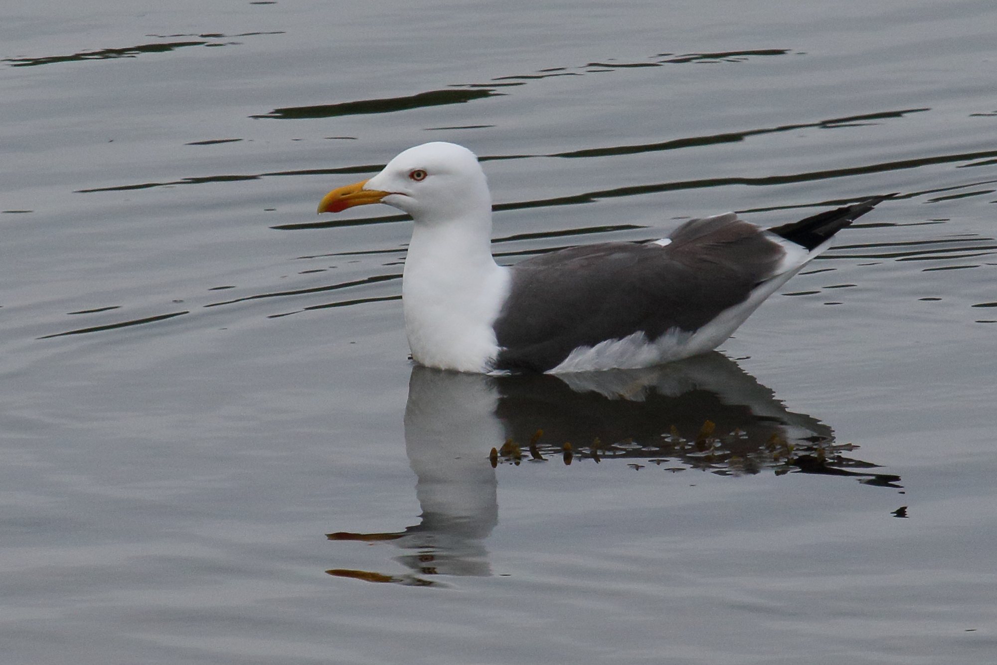 goeland_brun_-_larus_fuscus16md