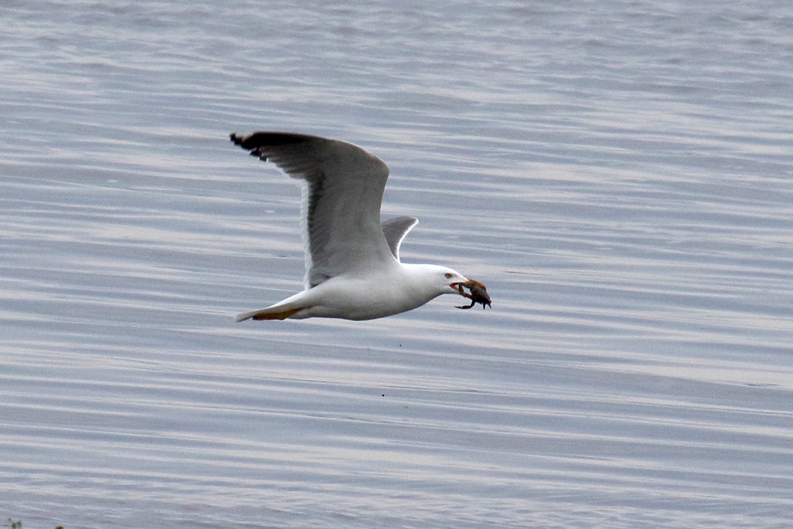 goeland_marin_-_larus_marinus15md