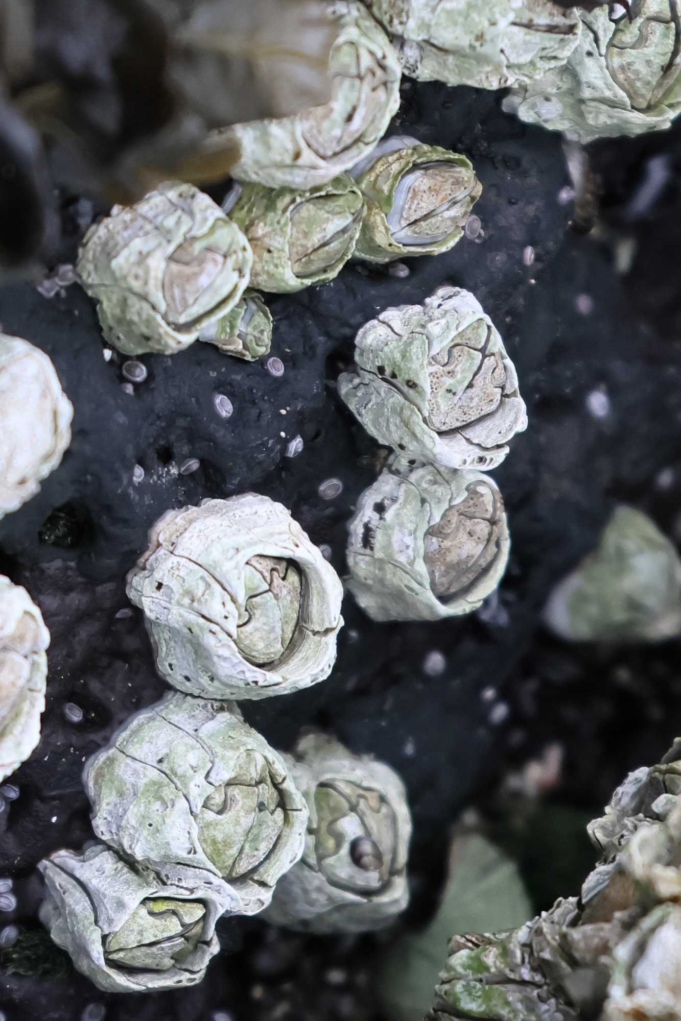 semibalanus_balanoides3bd