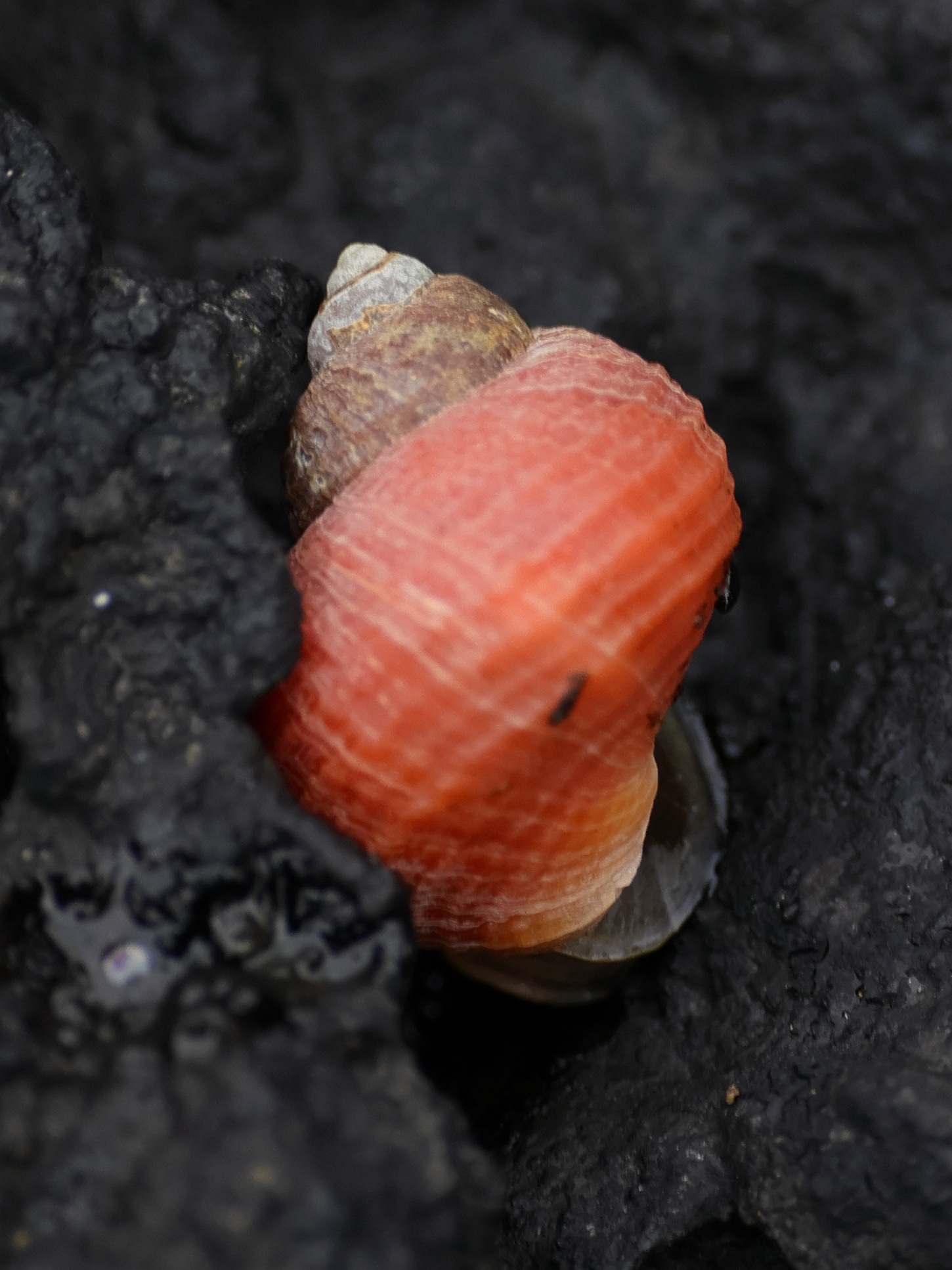 Afficher le média littorina_saxatilis5md littorina_saxatilis5md