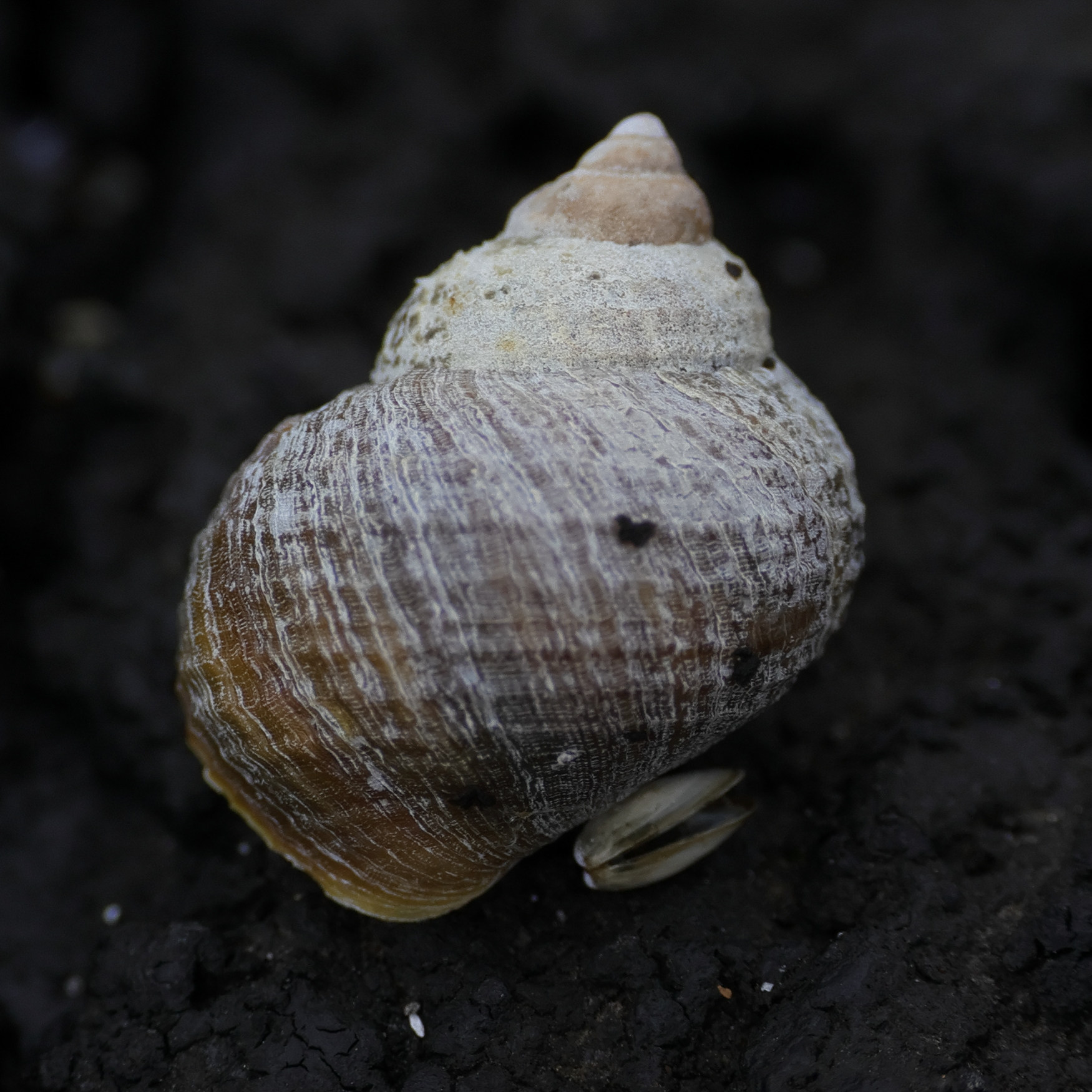 Afficher le média littorina_saxatilis6bd littorina_saxatilis6bd