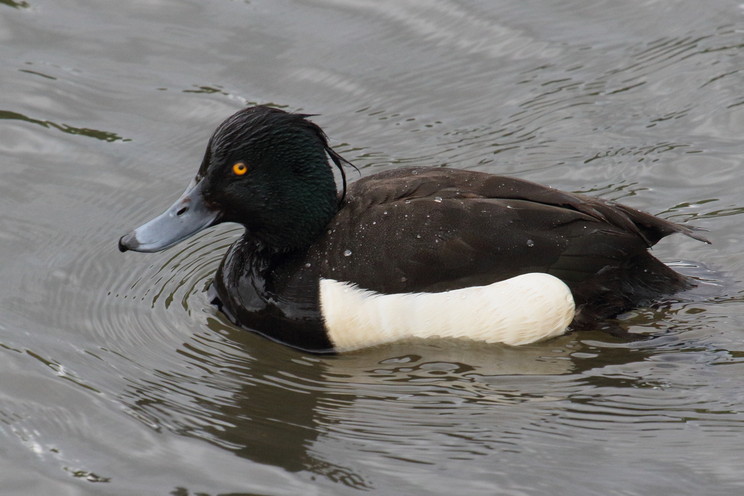 fuligule_morillon_-_aythya_fuligula2md