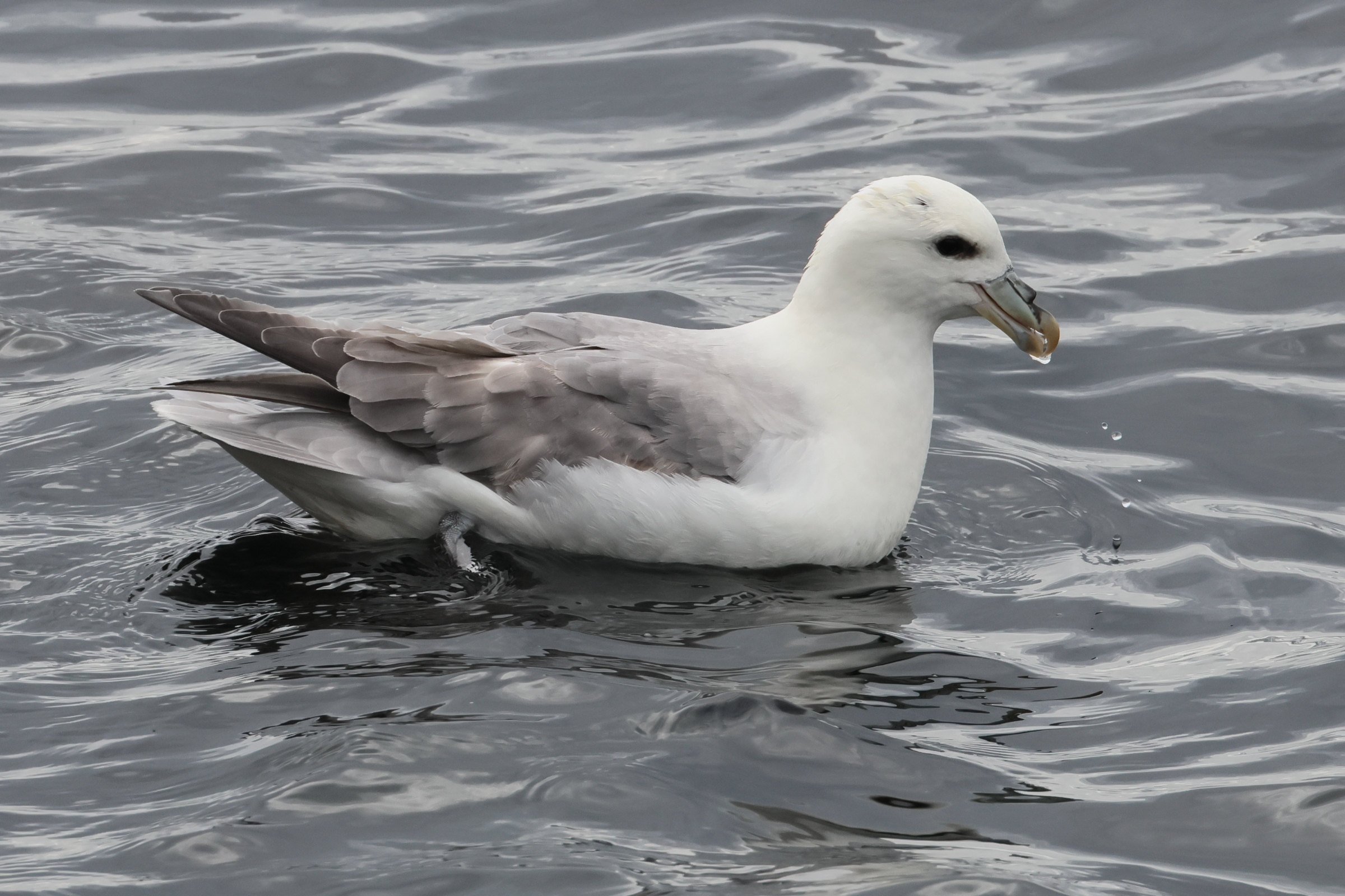 fulmar_boreal_-_fulmarus_glacialis13bd