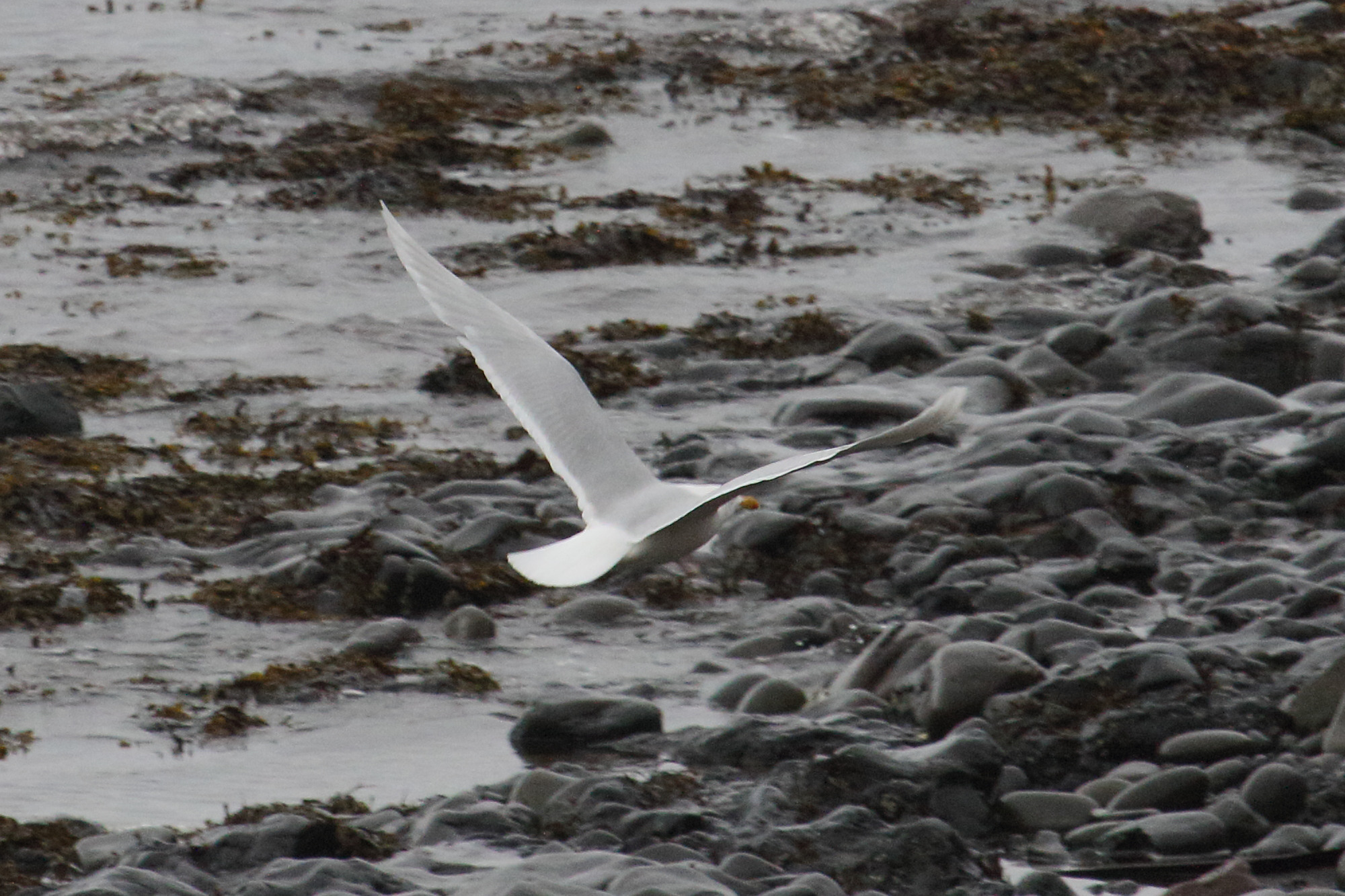 goeland_a_ailes_blanches_-_larus_glaucoides1md