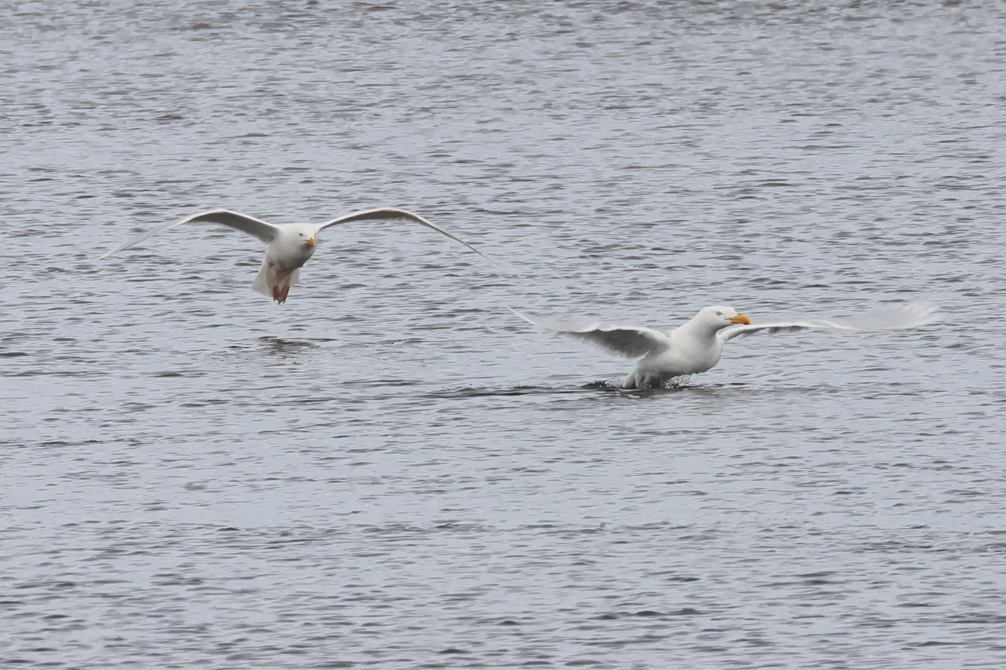 goeland_bourgmestre_-_larus_hyperboreus1bd