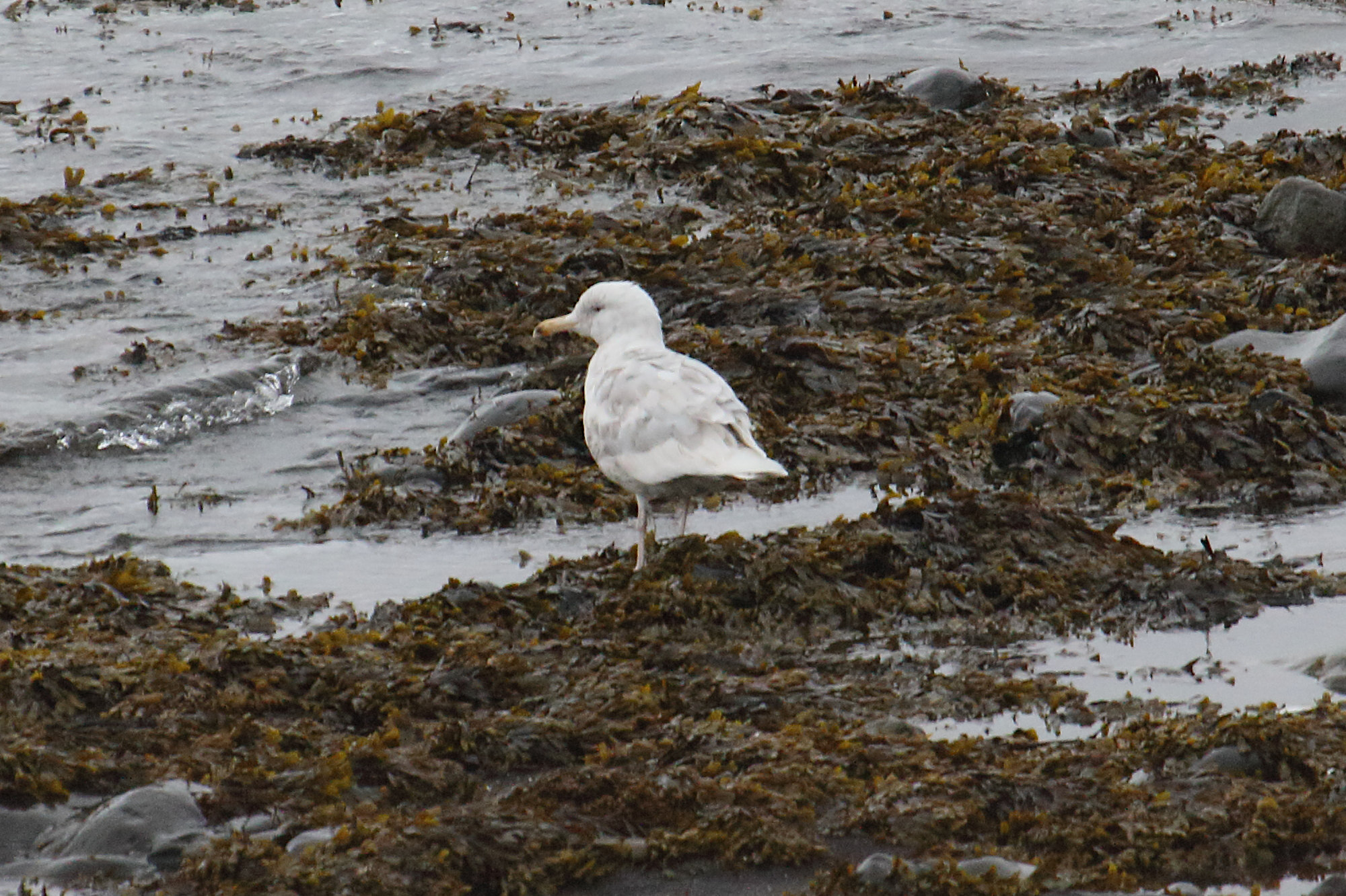 goeland_bourgmestre_-_larus_hyperboreus2md