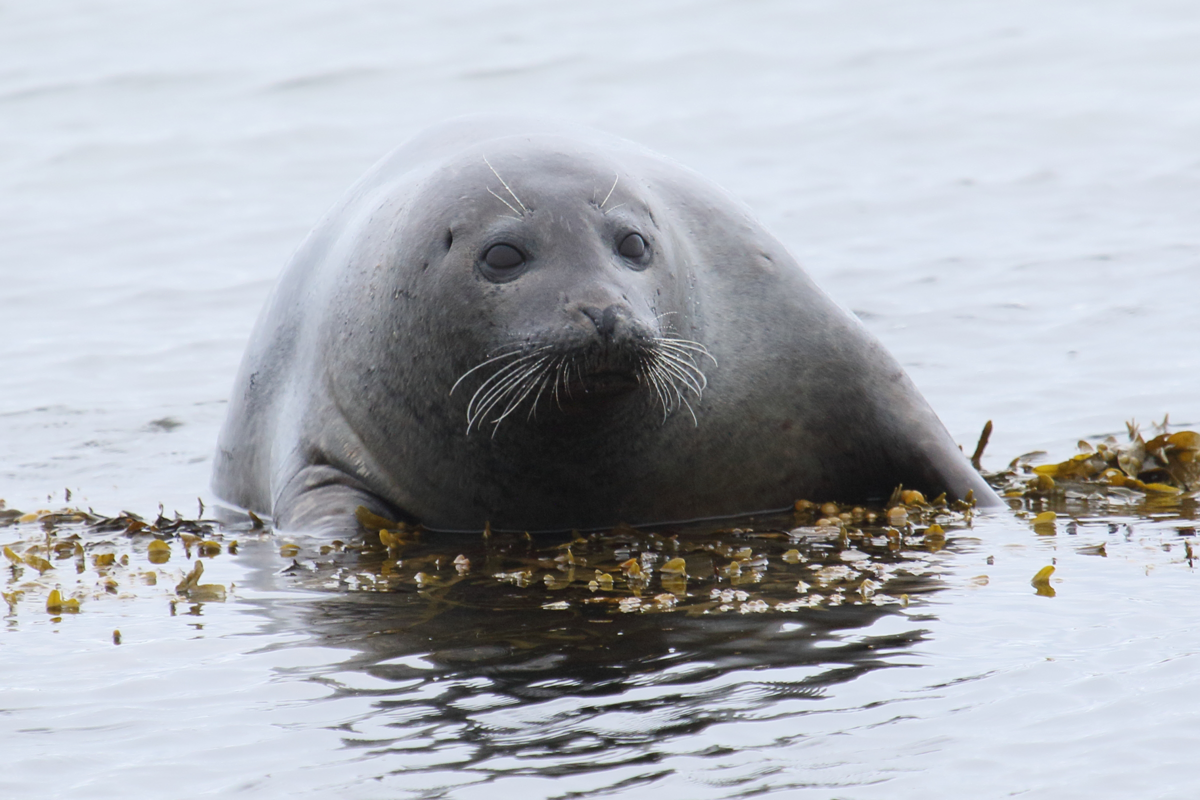 halichoerus_grypus3md