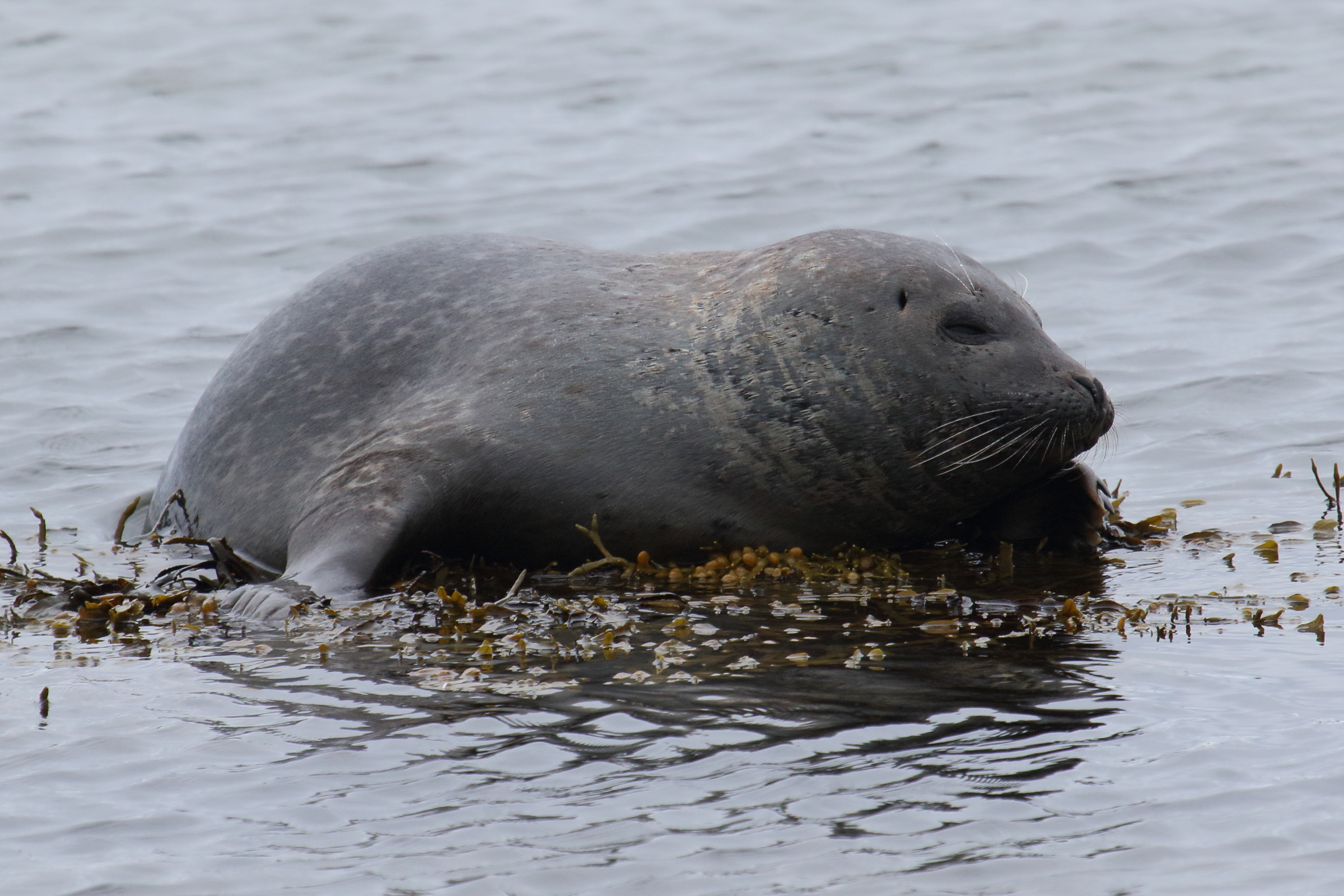 halichoerus_grypus4md