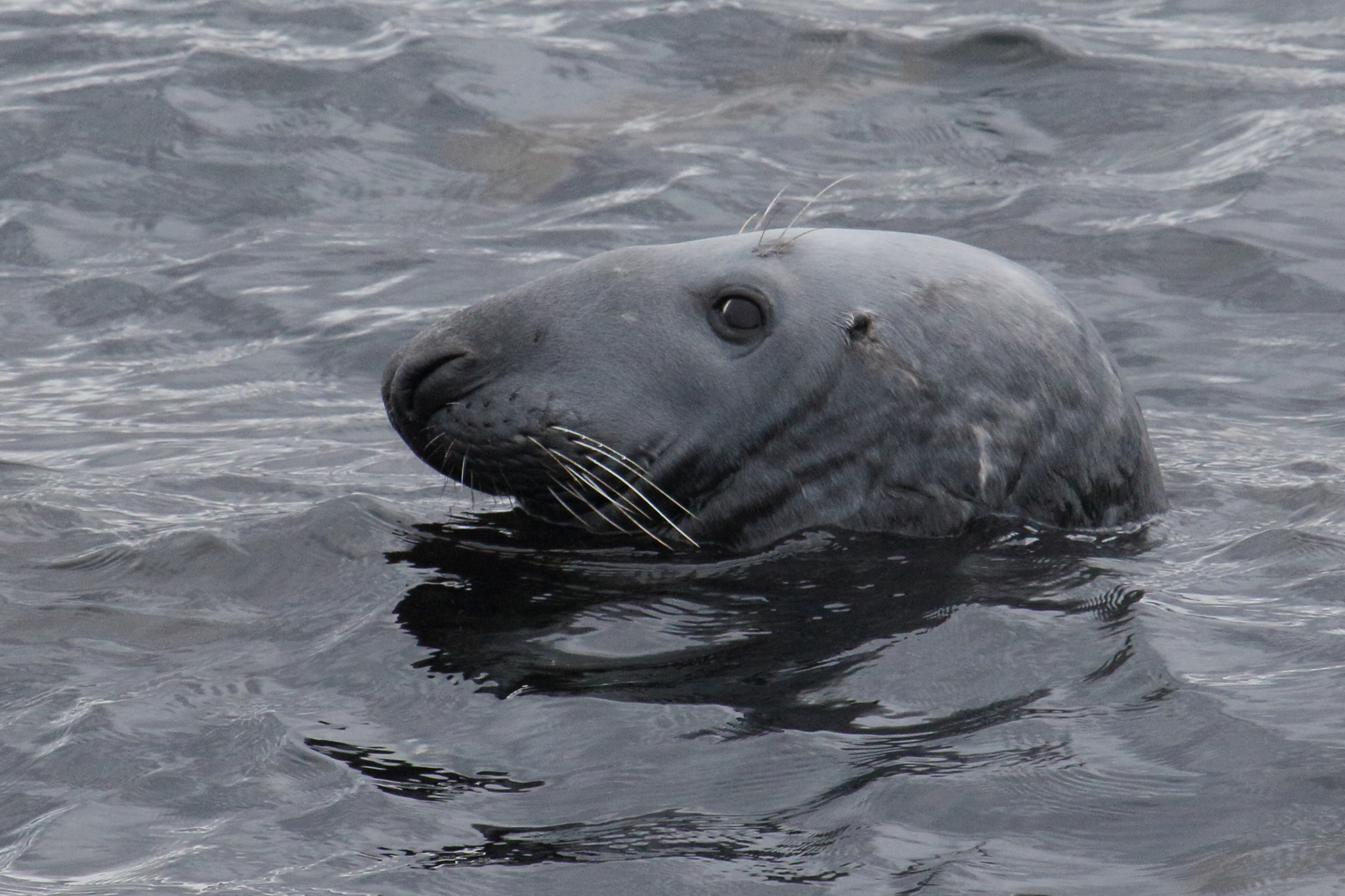 halichoerus_grypus5md